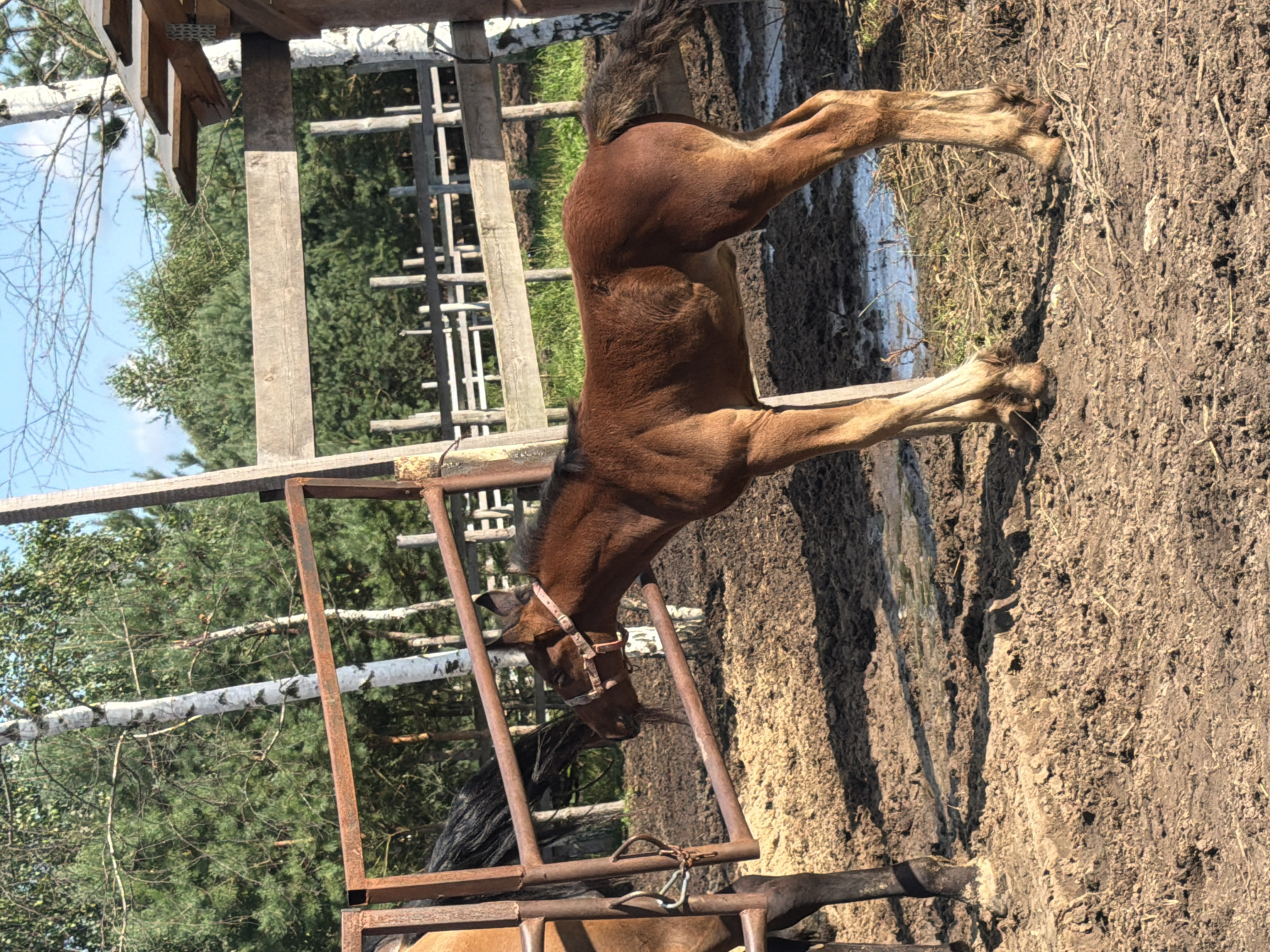 Everyday life at a rural farm in Vybolovo, Russia