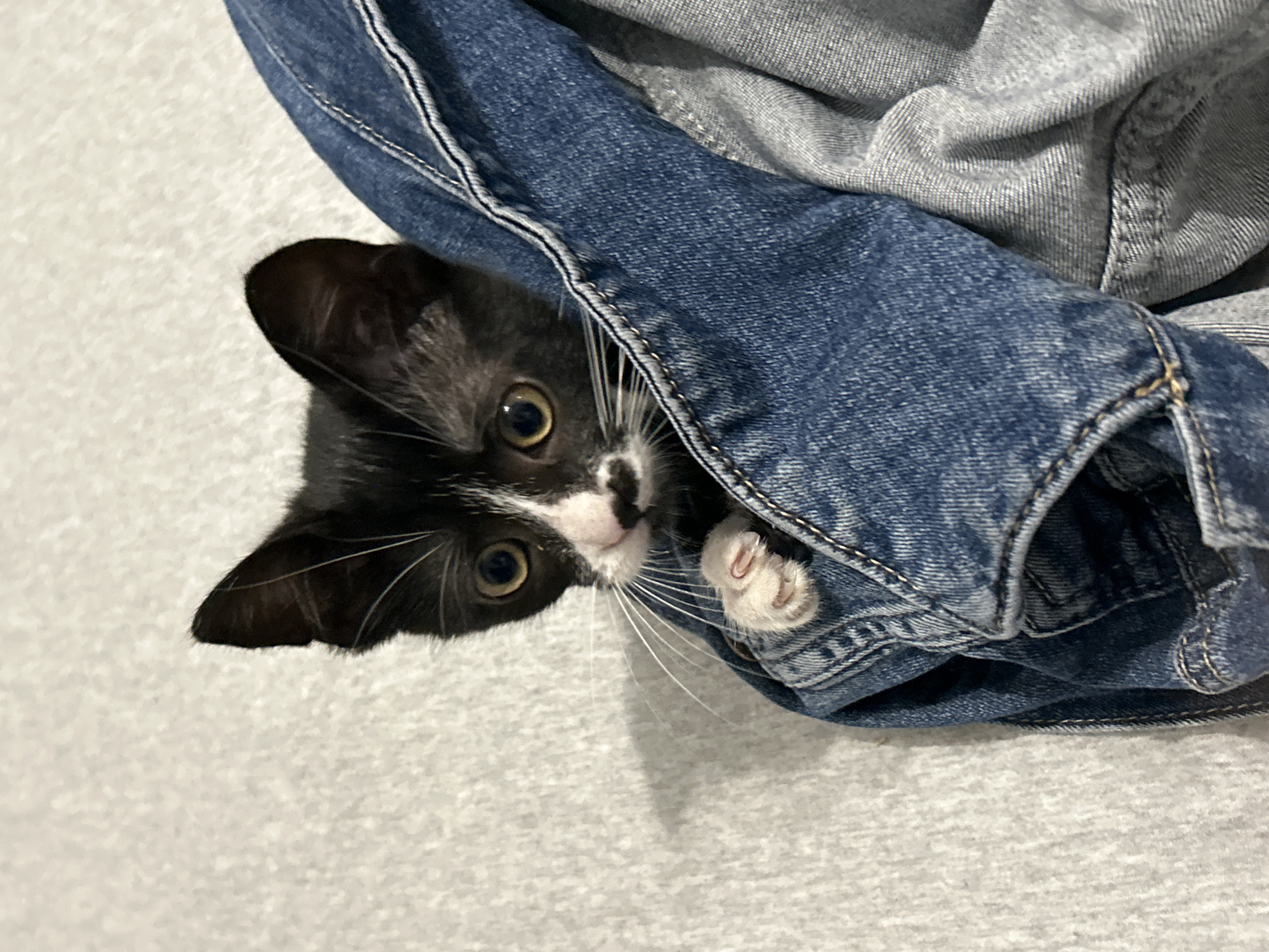 Tuxedo kitten plays indoors during afternoon in Sozopol, Bulgaria