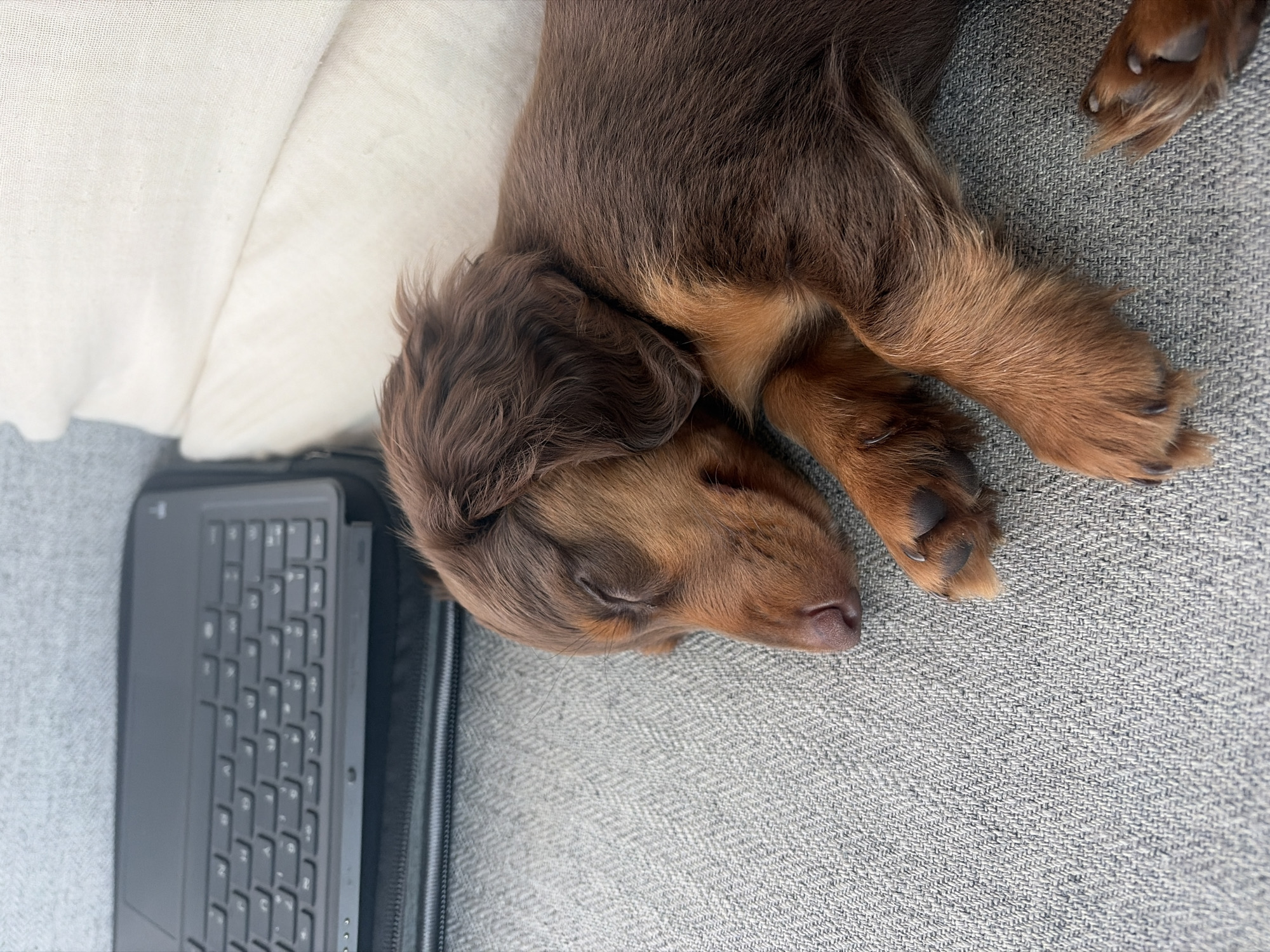 Dachshund puppy spotted during afternoon outing in Montreal