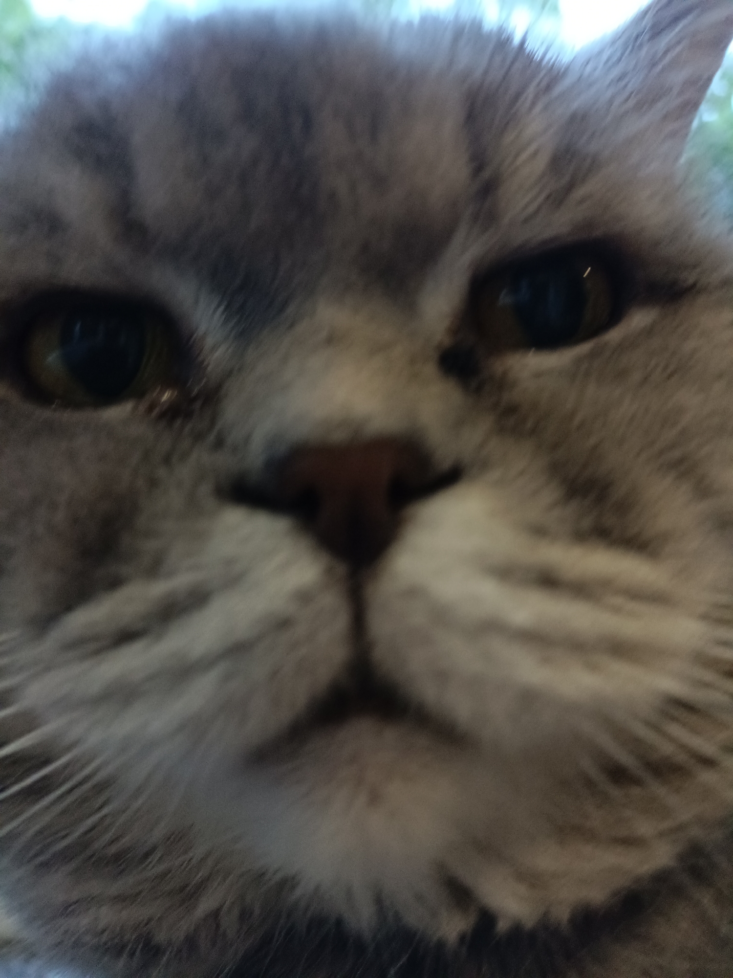 British Shorthair cat napping and chilling at home in Bataysk