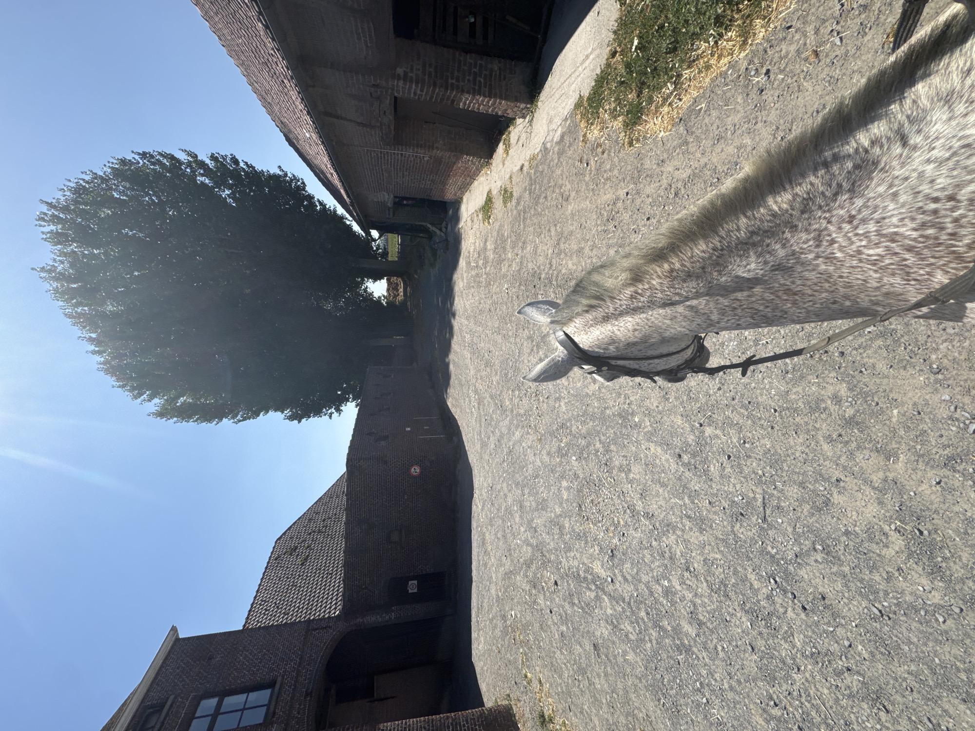 A grey horse's day at a Belgian stable