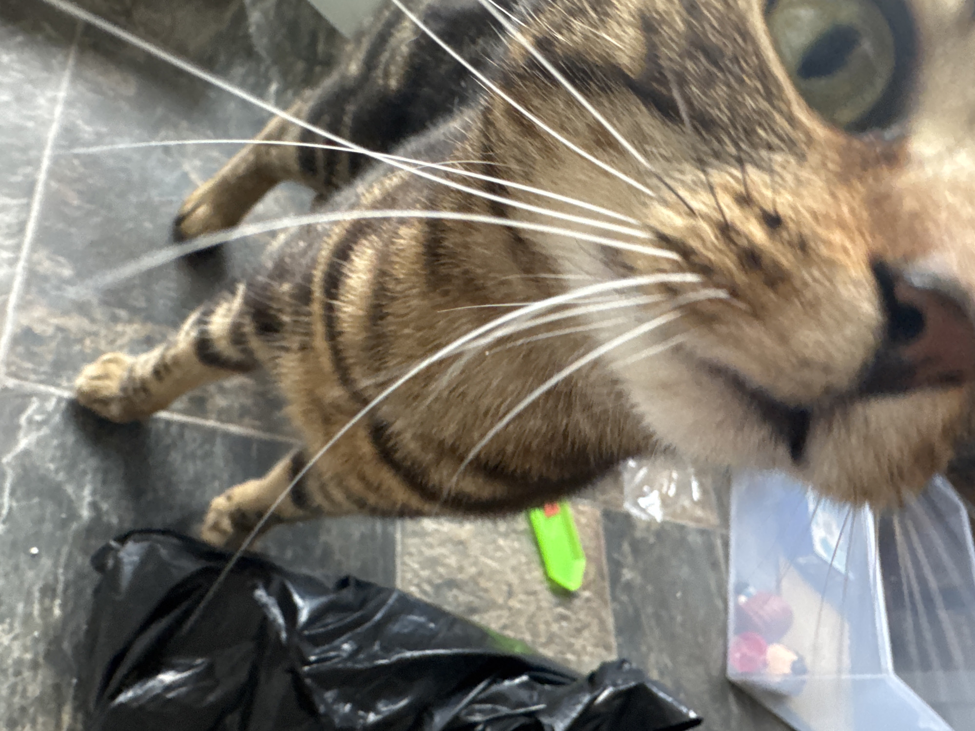 Cats photographed in close-up shots in Desborough