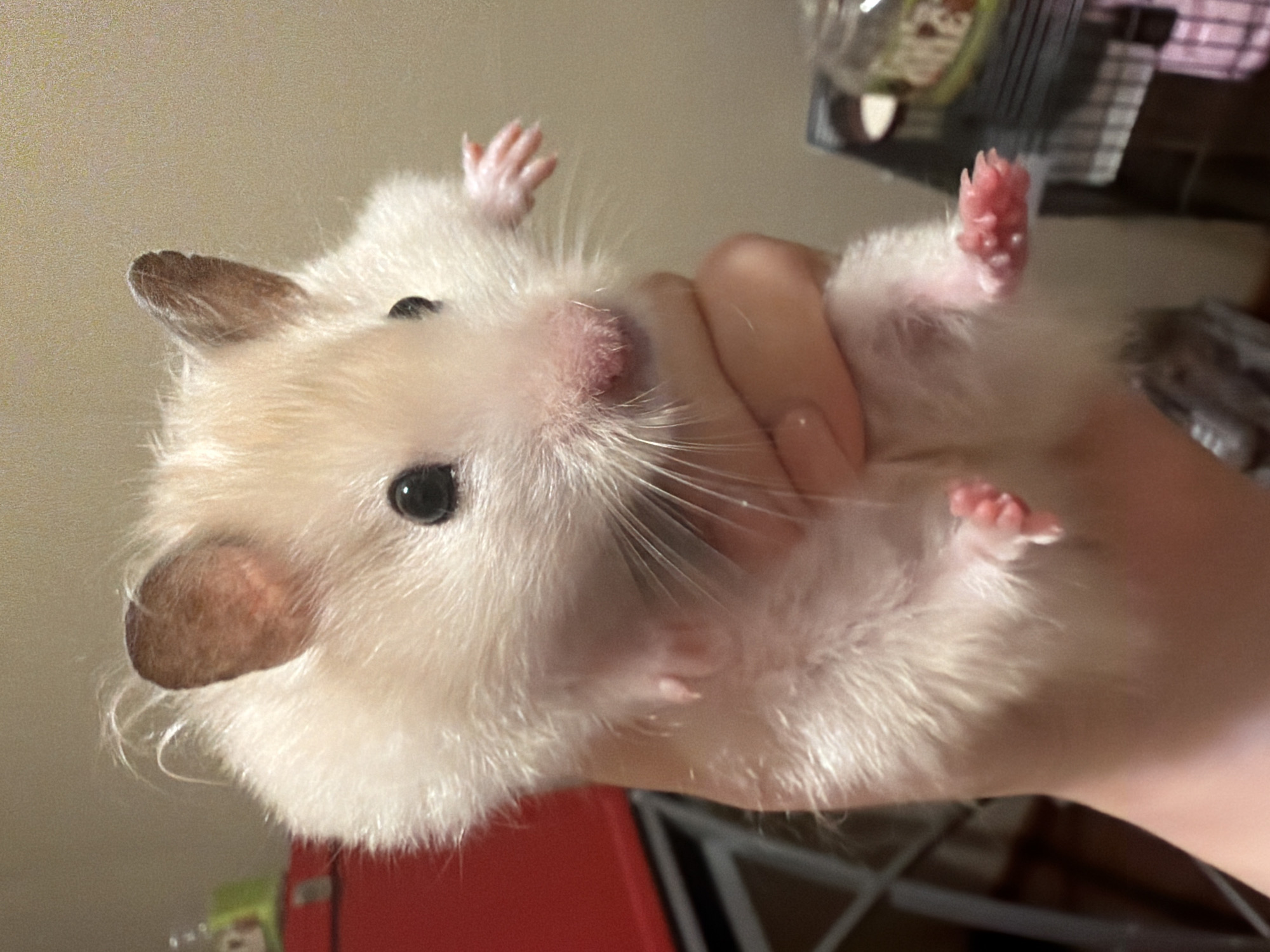 Adult hamster and newborn litter at home in Shcherbinka