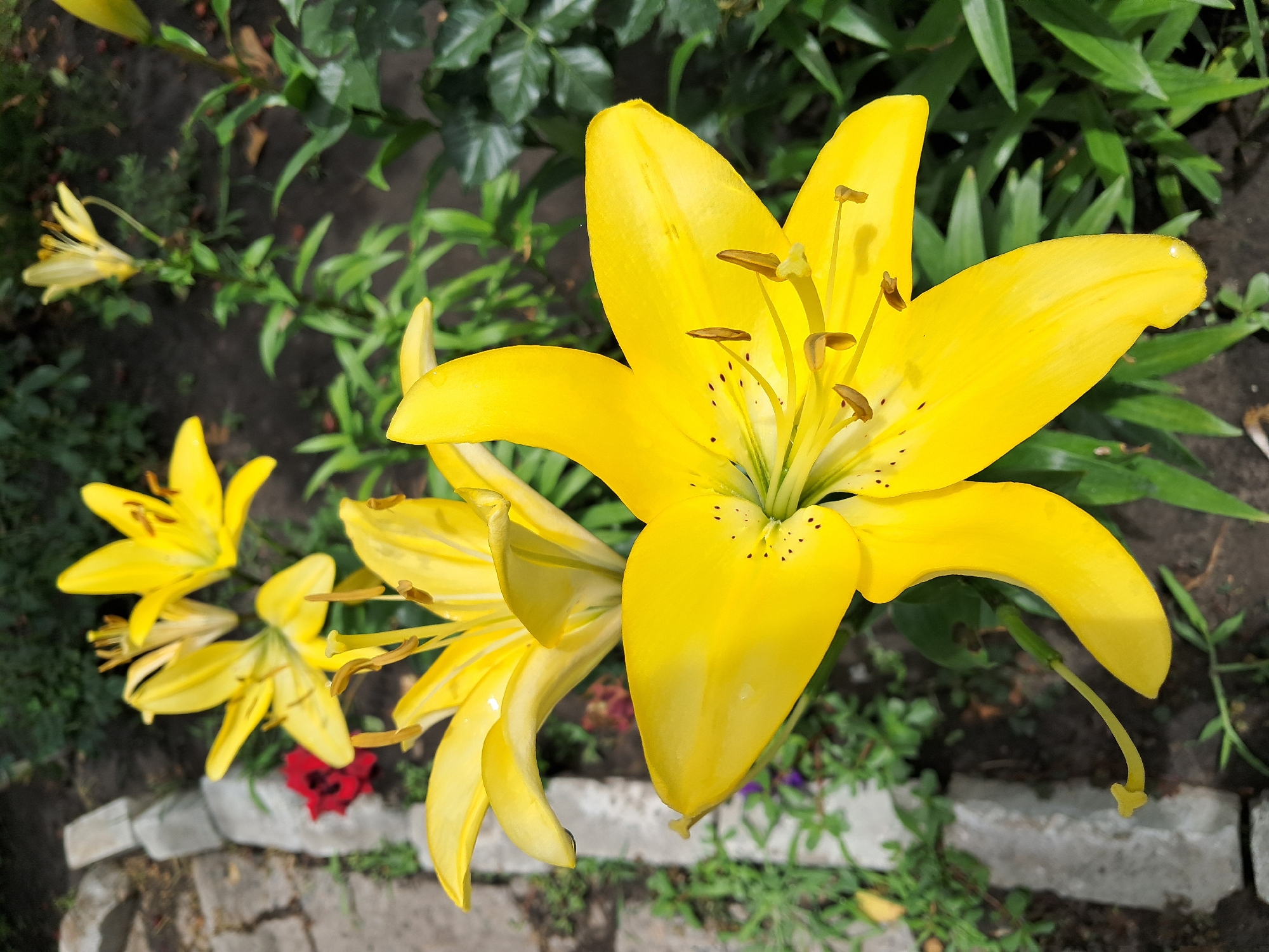 A Kremenchuk backyard garden in full summer bloom