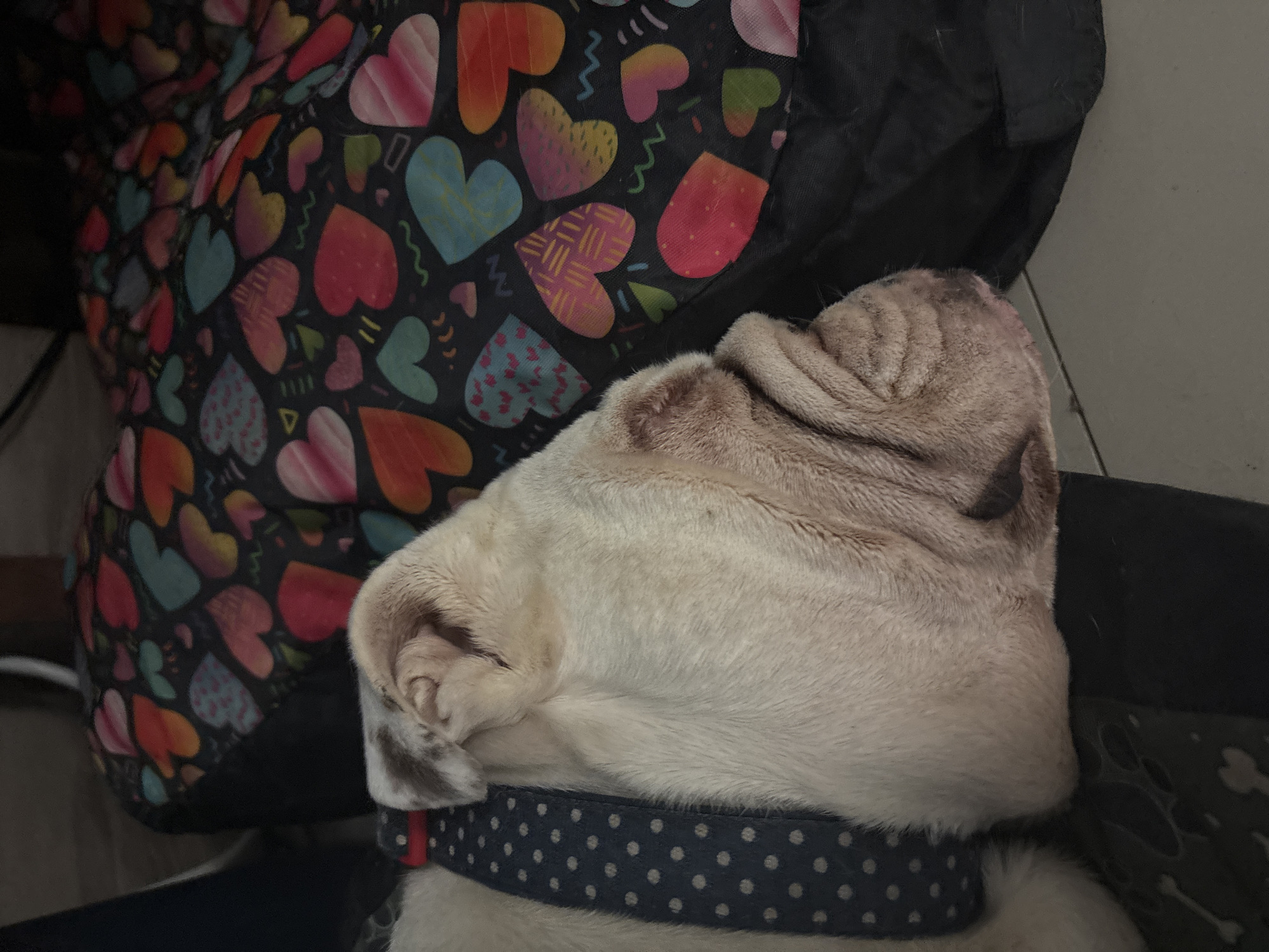 English Bulldog rests peacefully on furniture in Mexico City