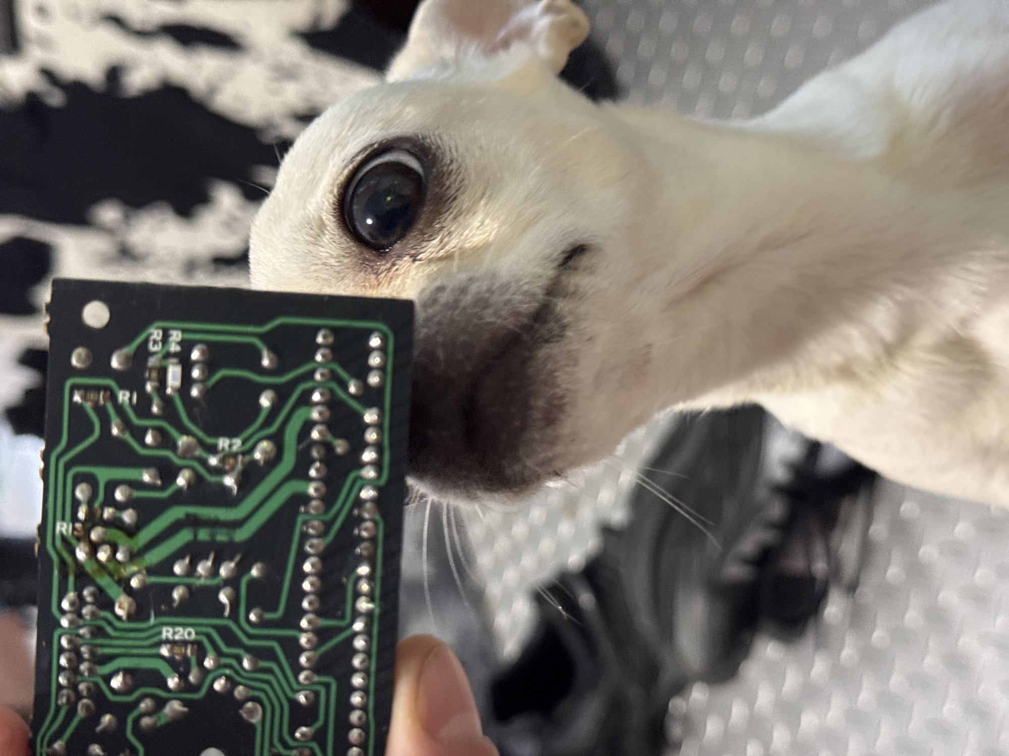 Person examines circuit boards with chihuahua in Sofia