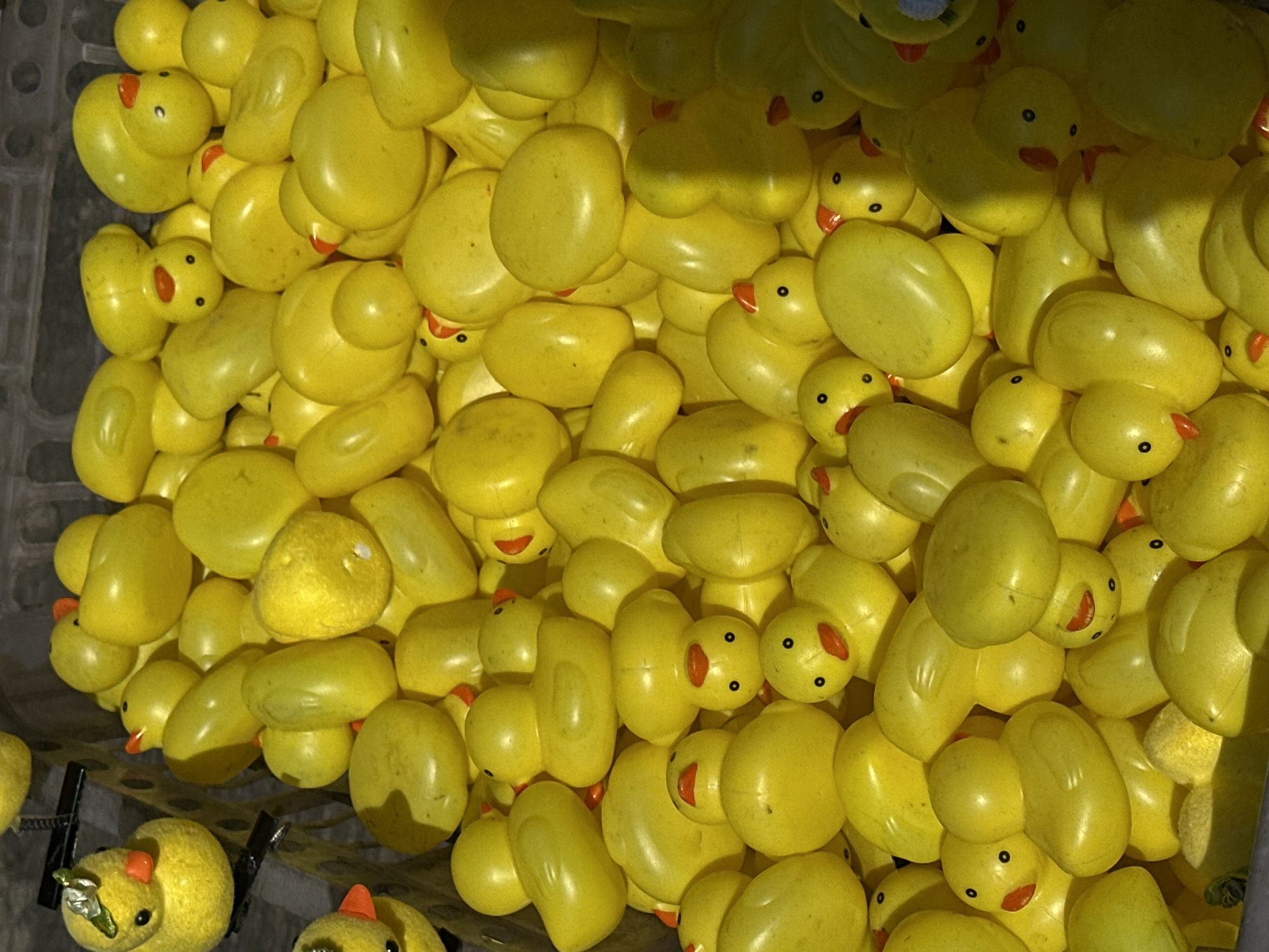 Bangkok witnesses document rubber duck arrangement and indoor scenes