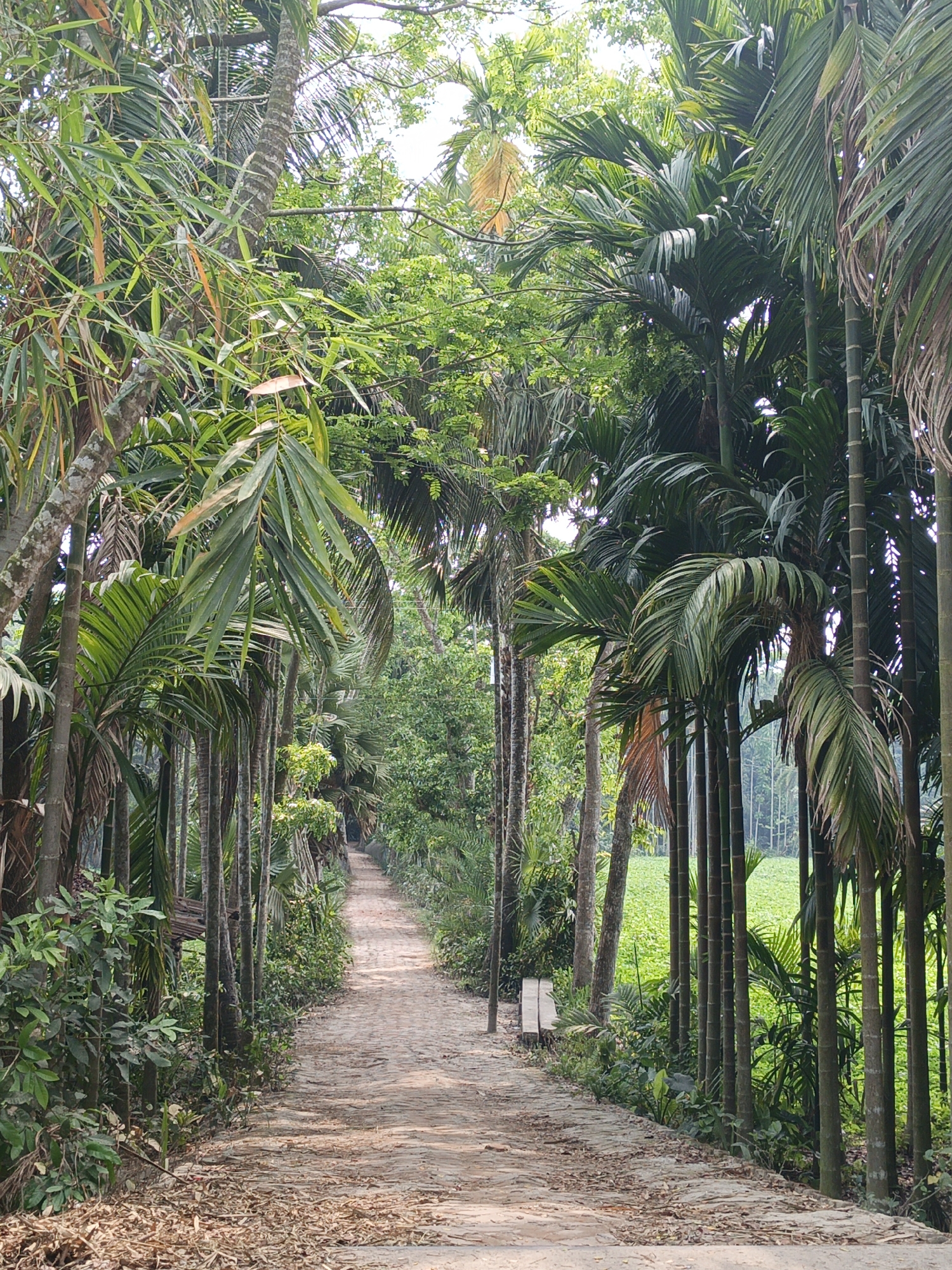 Tree-lined dirt pathway forms natural tunnel in Muladi