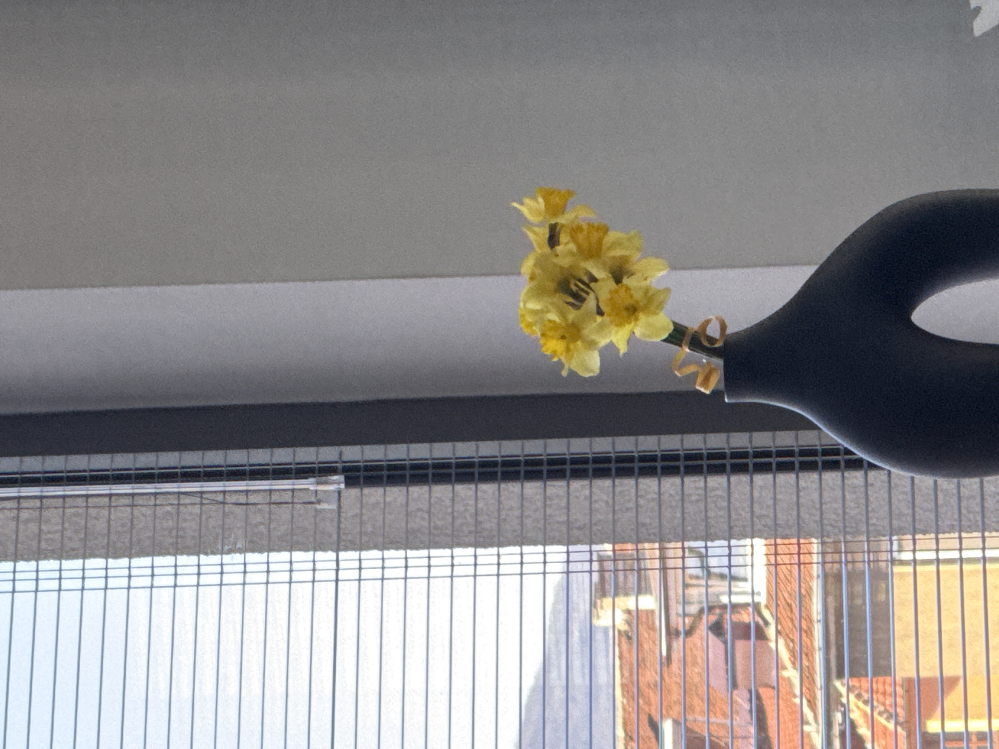 Spring daffodils displayed in Sofia apartment window