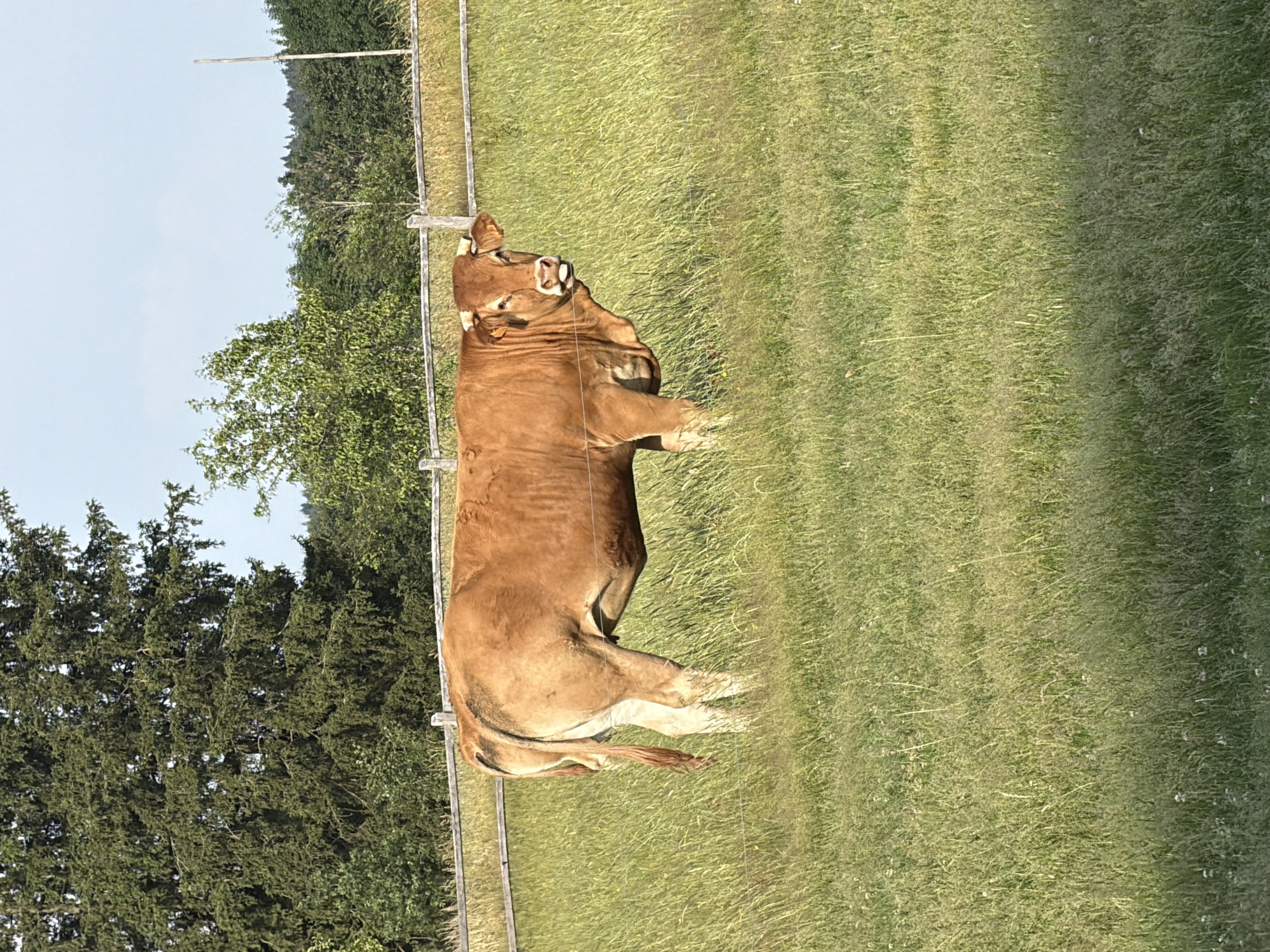 Cows and horses in the pastures of La Roche-en-Ardenne
