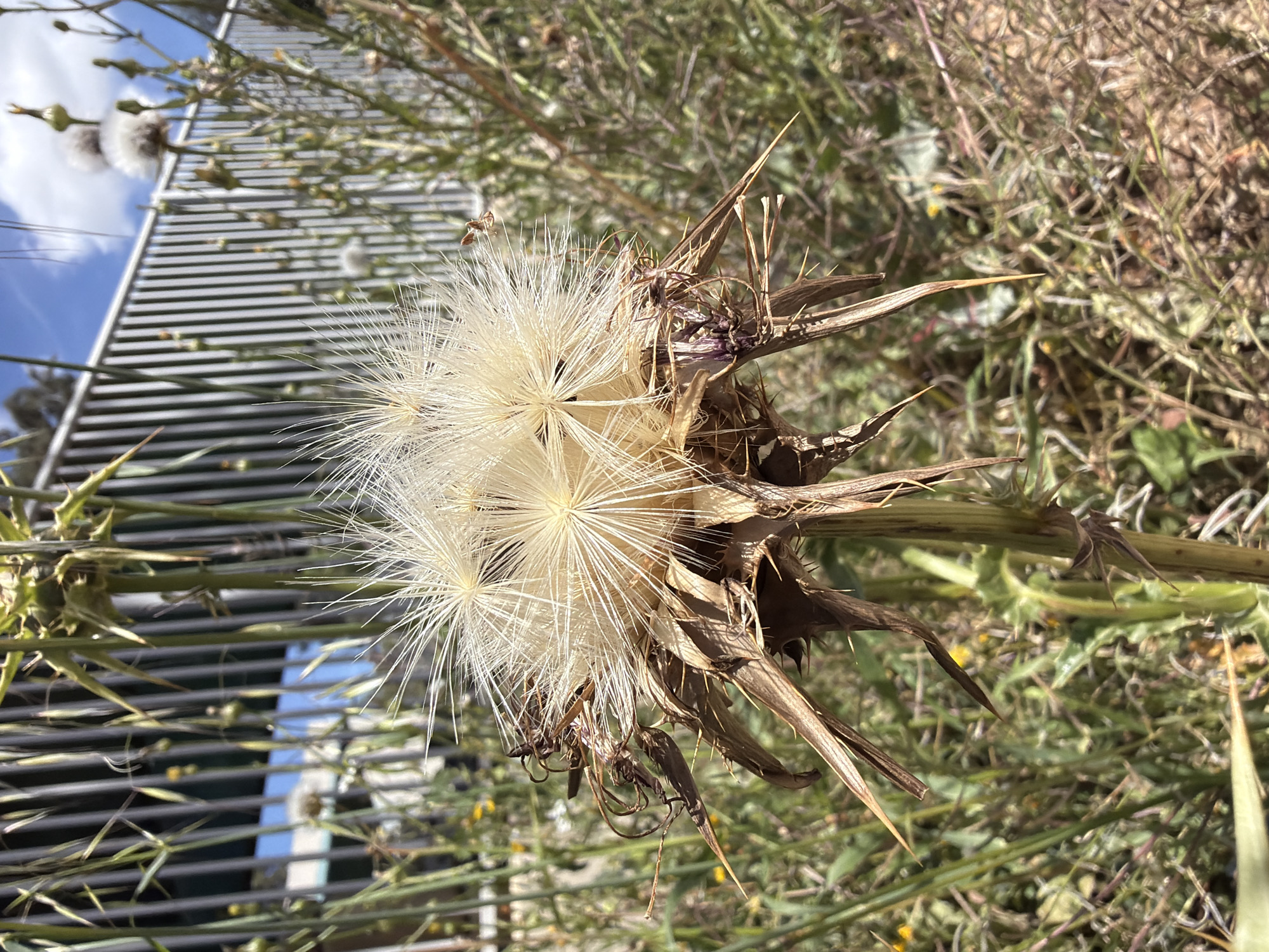 Rusty farm equipment and wildflowers documented in rural Israel