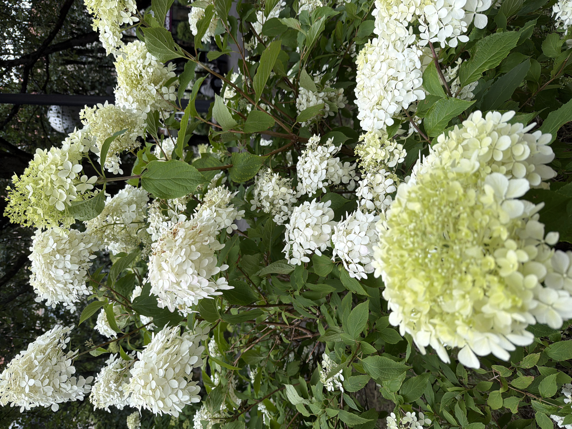 Garden plants and flowers in bloom, Kaliningrad