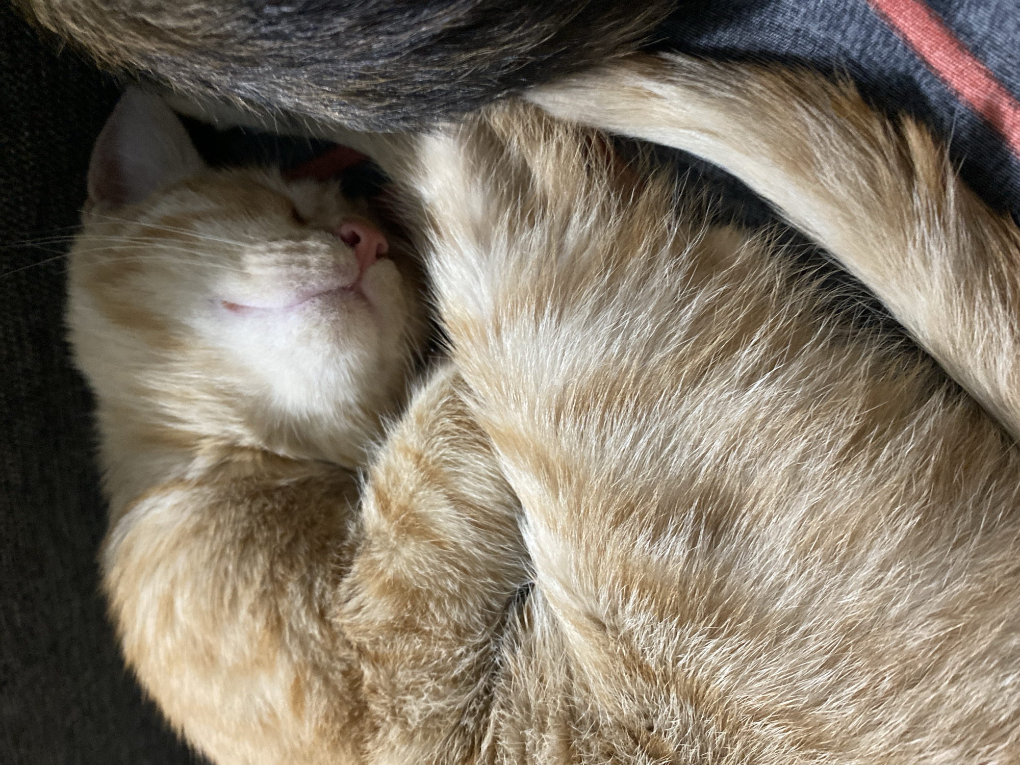 Cats and dogs napping together in a Samara home