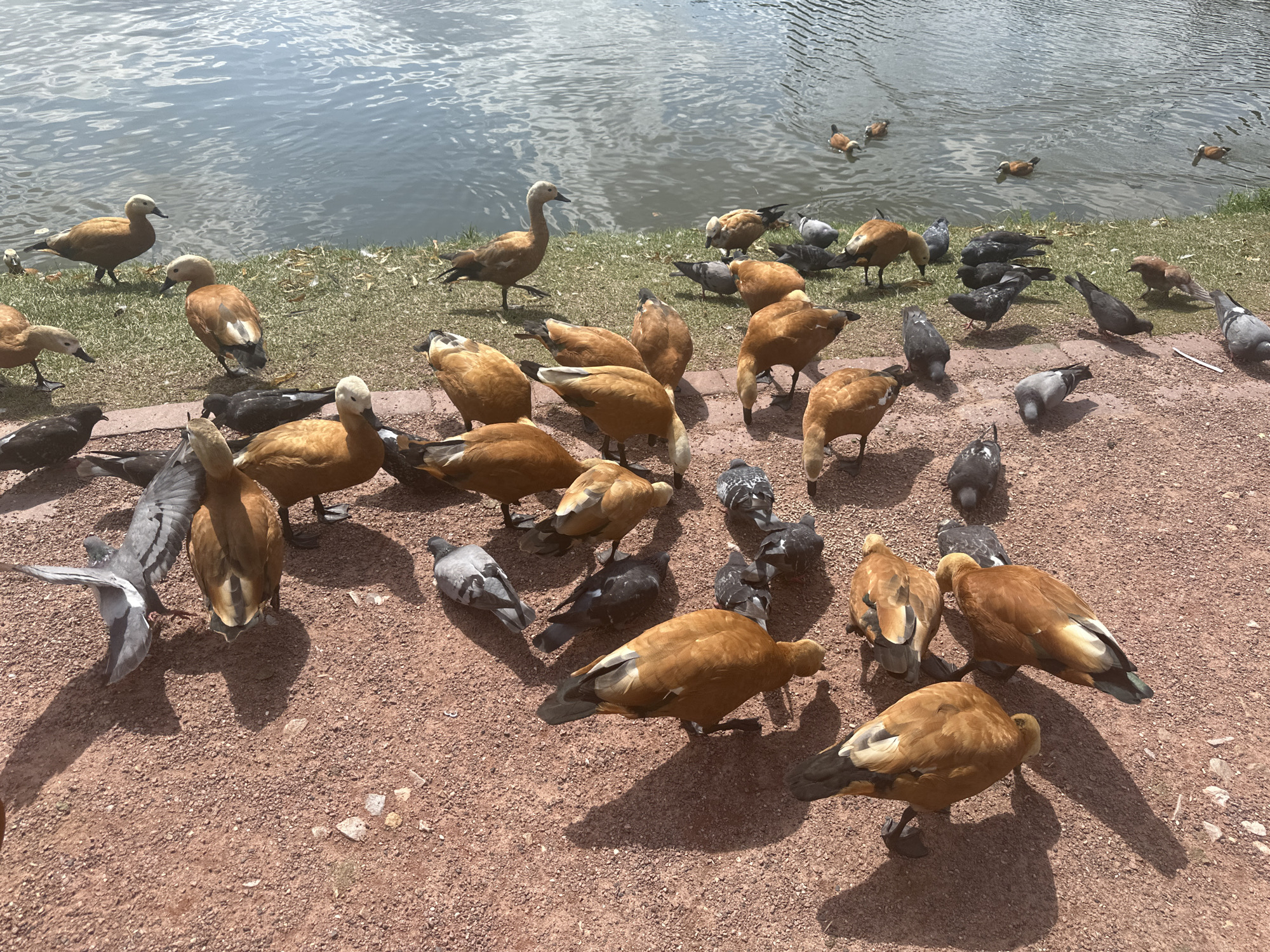 Ruddy shelducks, lakeside paths, and formal gardens in a park
