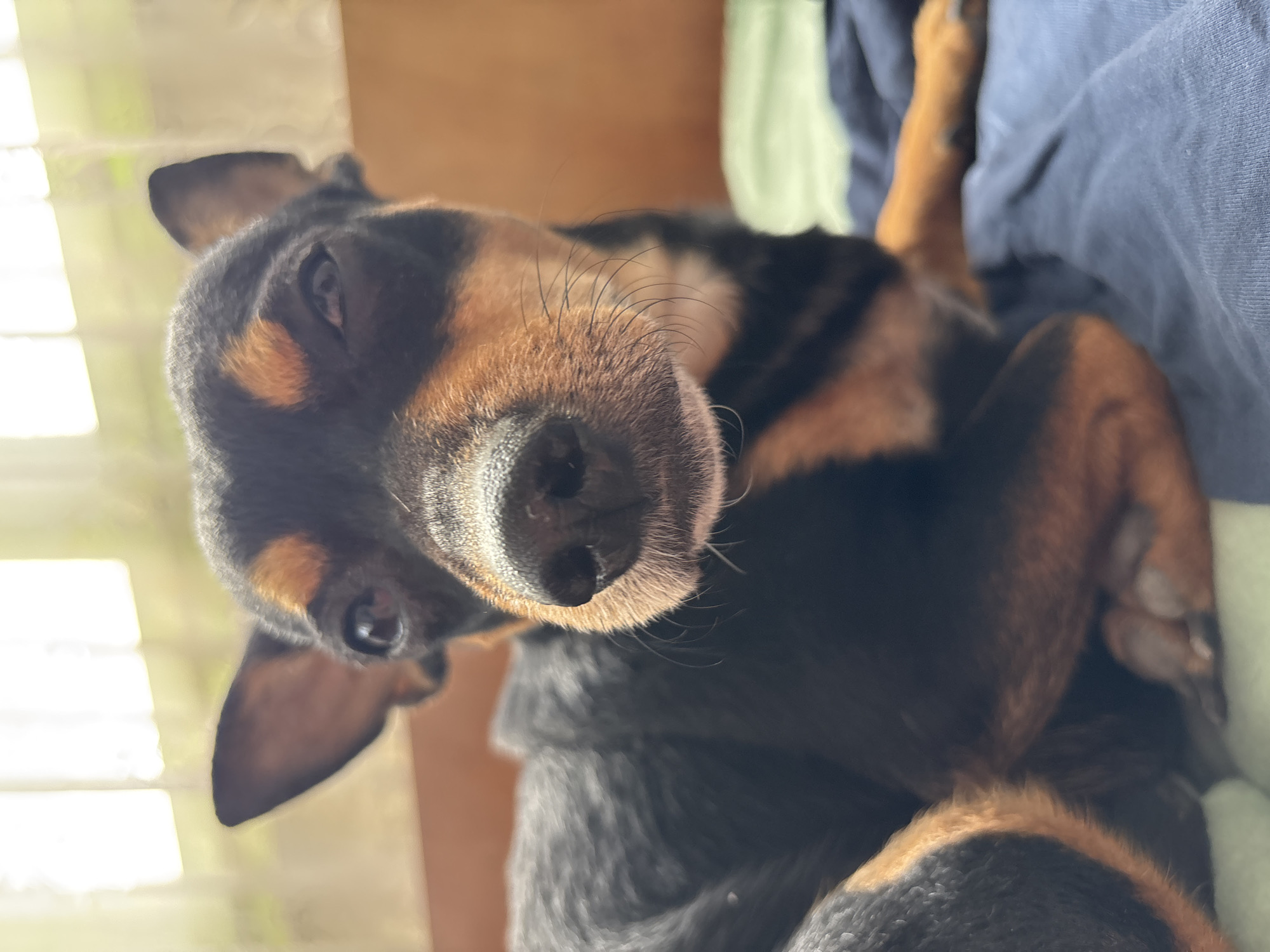 Miniature Pinscher photographed in close-up shot in Kuklen, Bulgaria