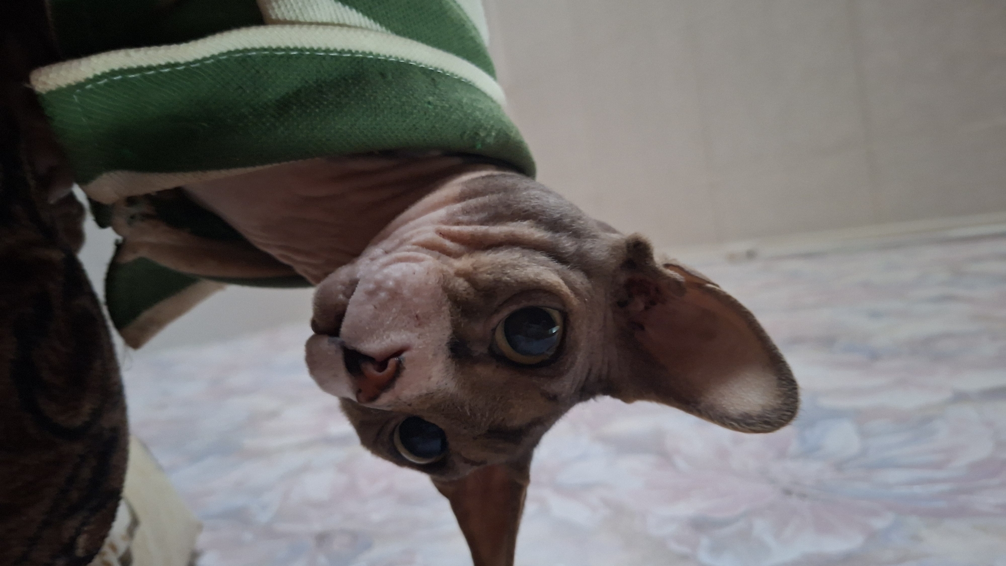 Sphynx cat photographed in striped cloth, Belarus village