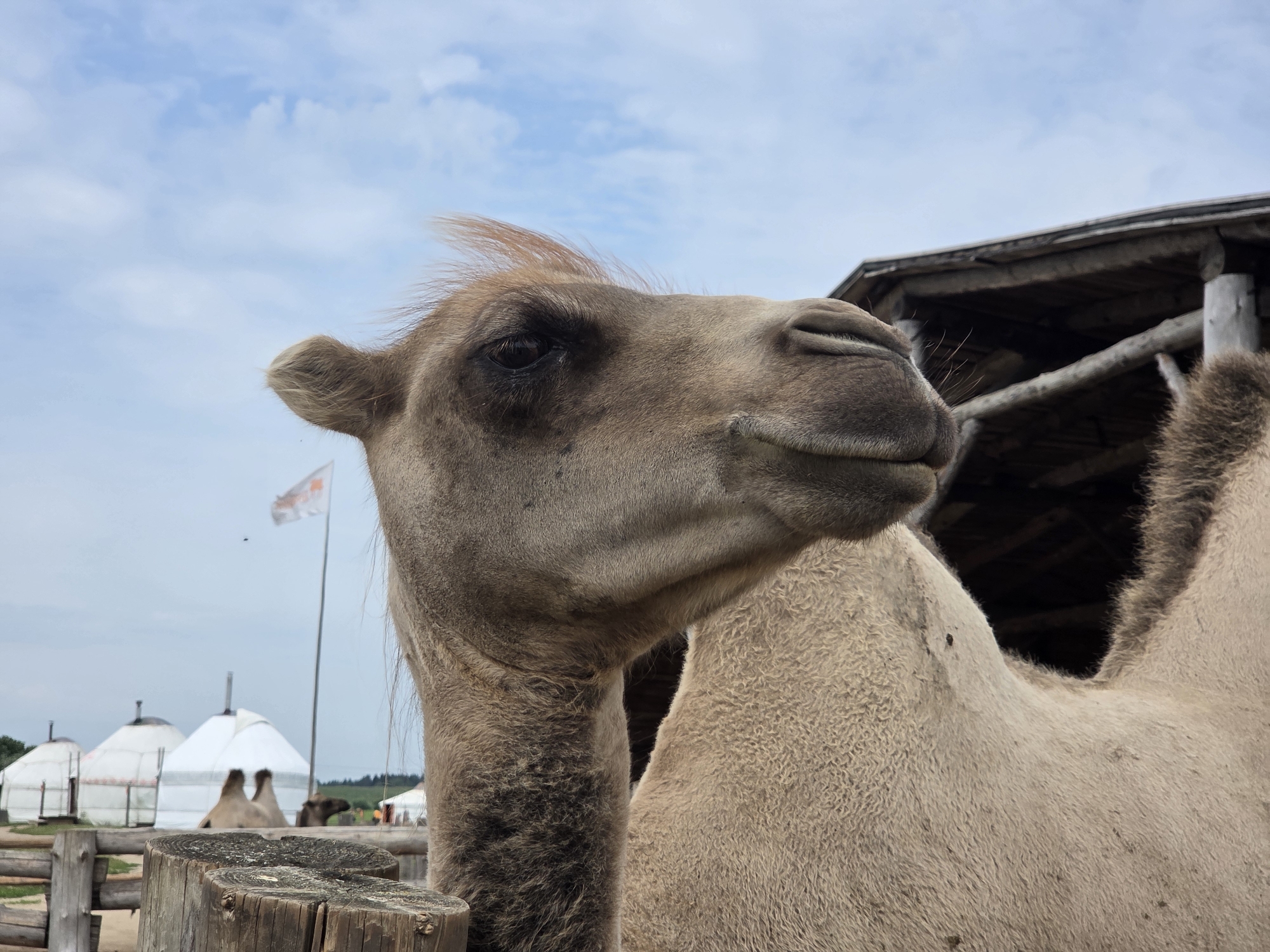 Camels and a parked helicopter at a rural Russian farm
