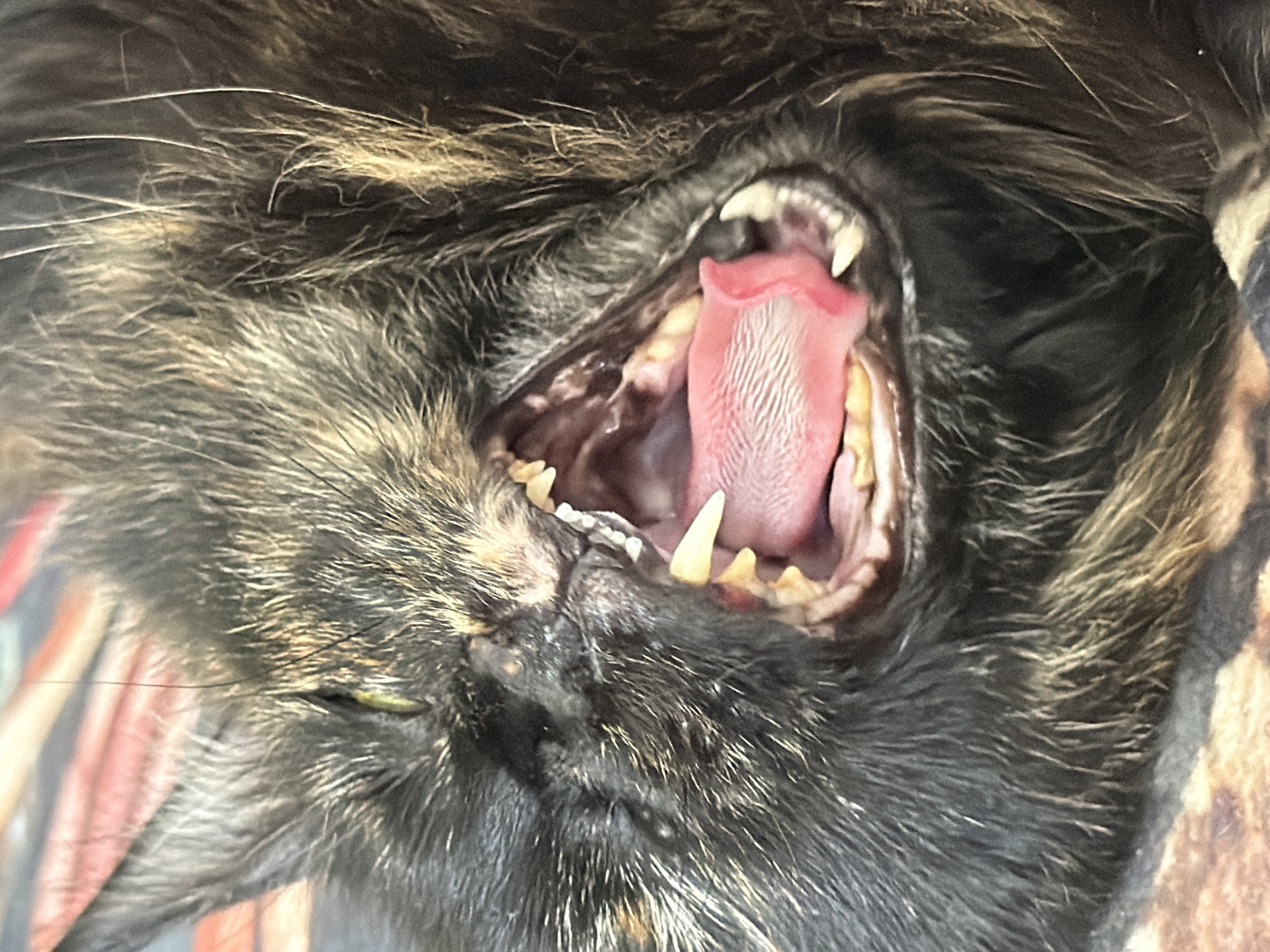 Tortoiseshell cat resting and yawning in Astana