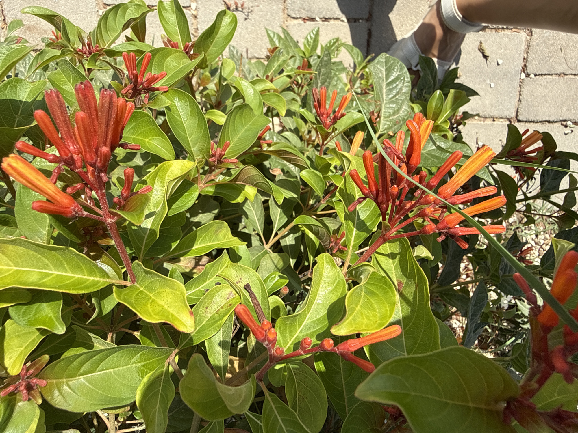 Street-level plant life along a sunny morning walk in Lod