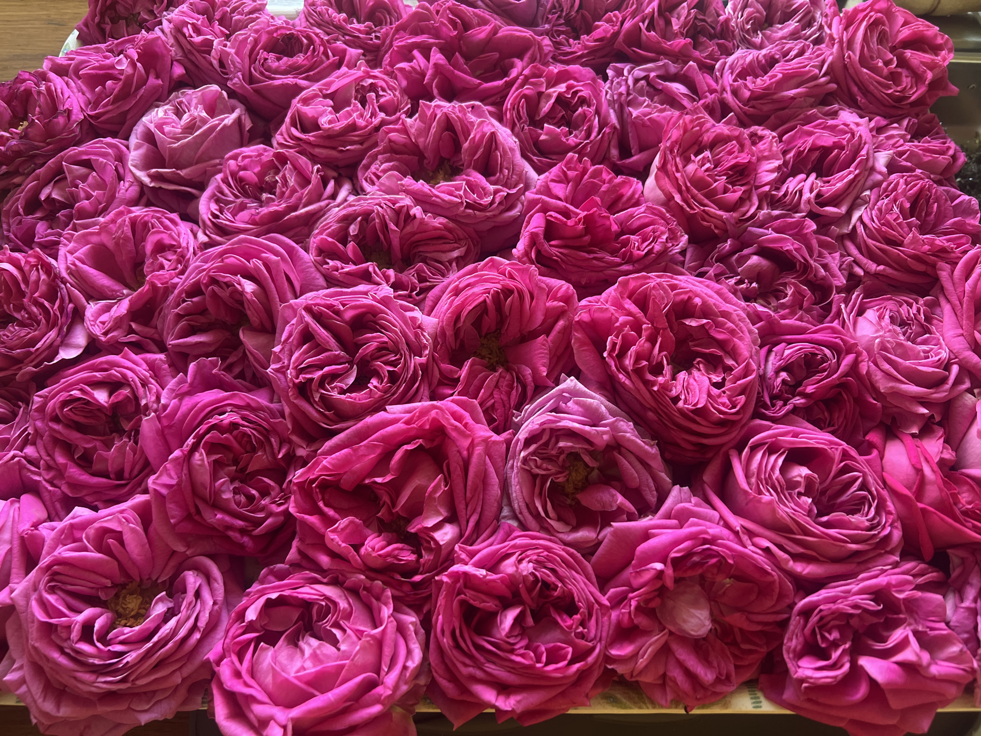 Mountain balcony morning with roses and panoramic ridge views