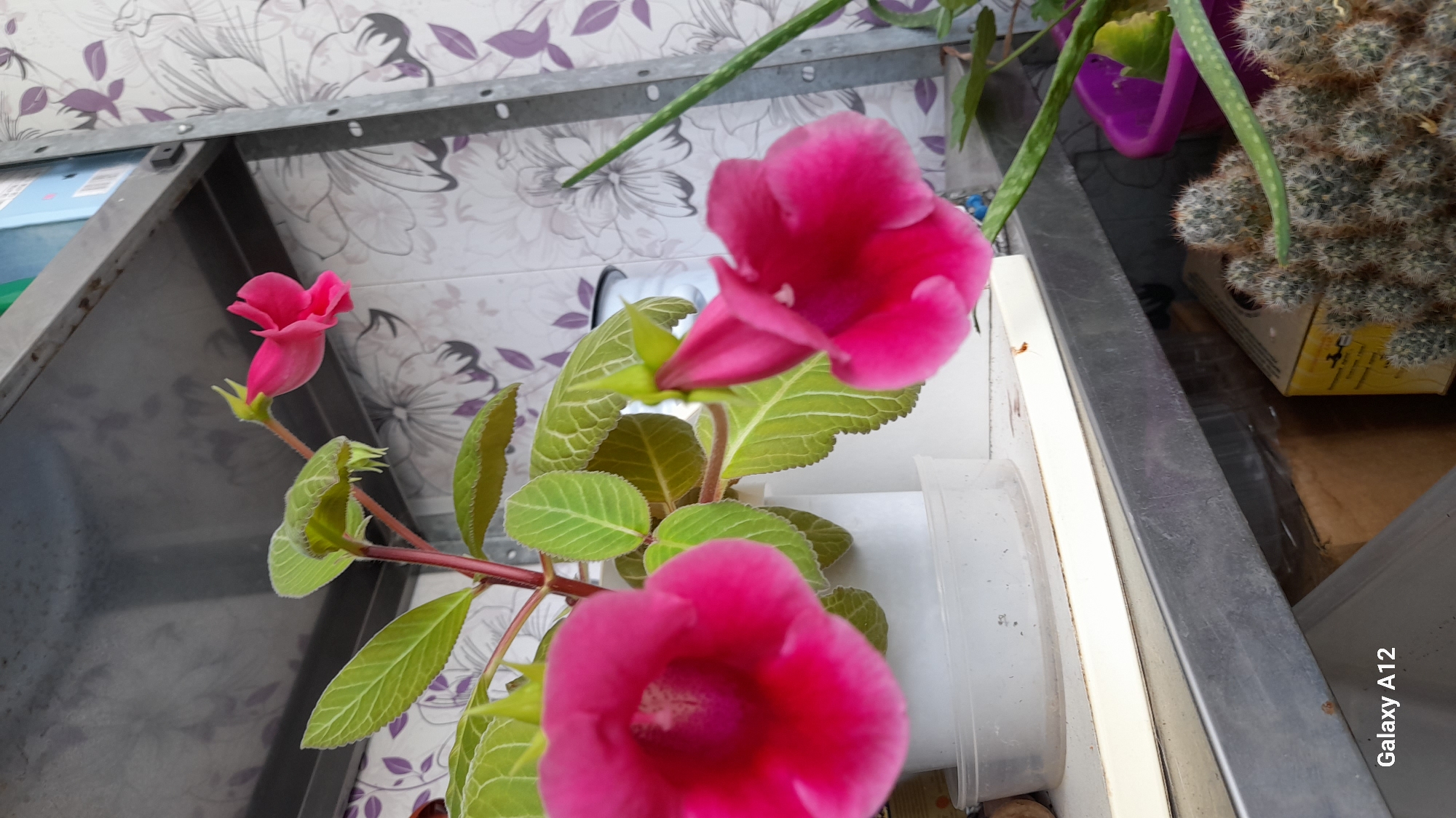 Sunday morning pet life and flowering plants in Markovský