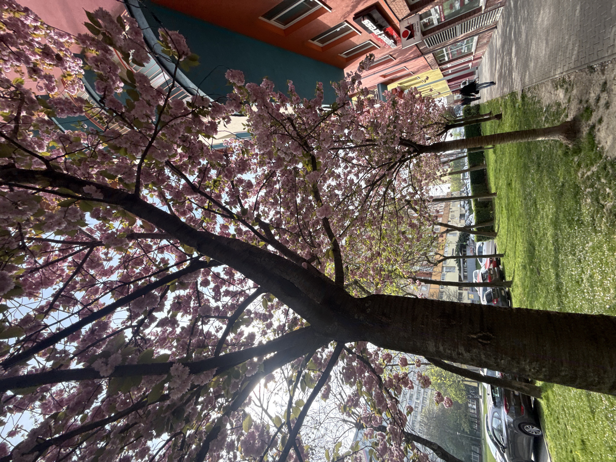 Spring morning cherry blossoms bloom on Bratislava residential streets