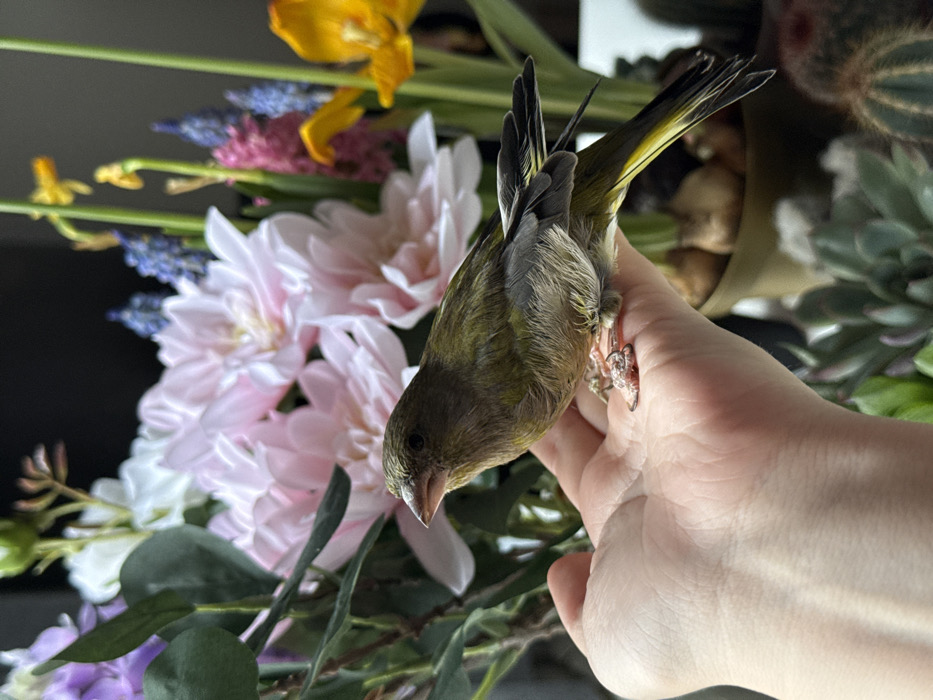 Tame European Greenfinch interacts with humans in Zagreb