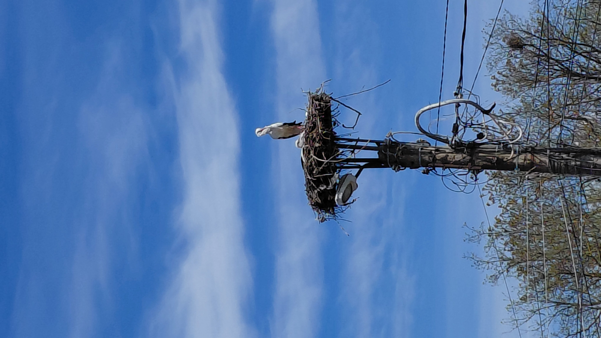 Stork family spotted nesting on urban utility pole