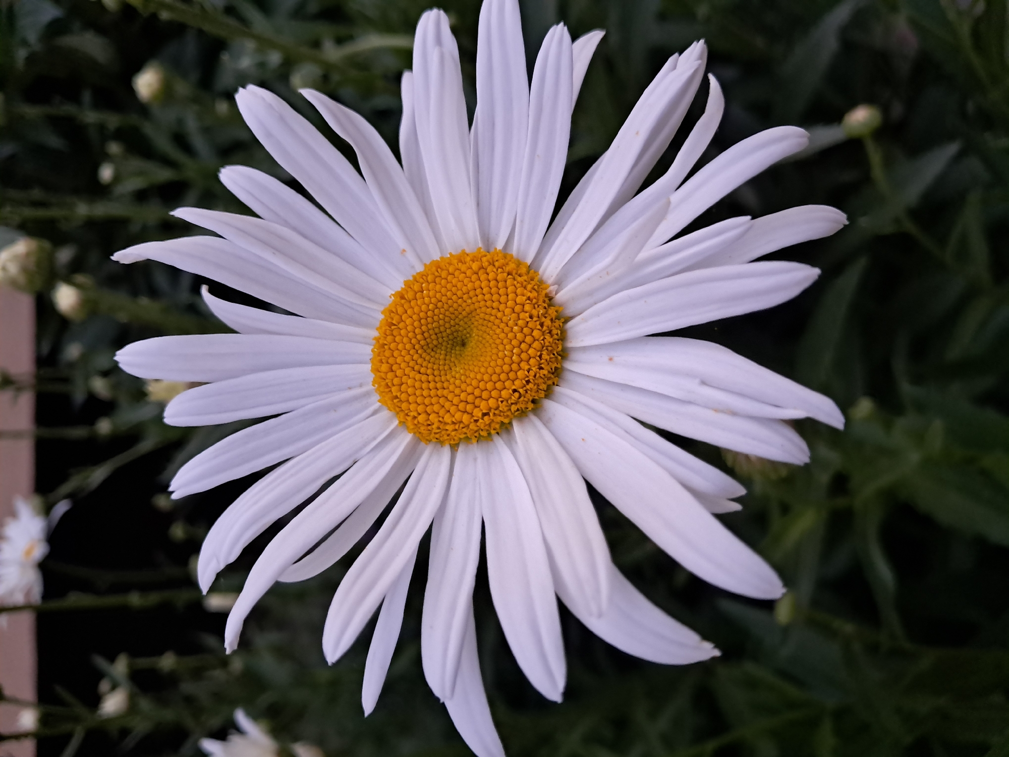 Summer walk through a flower-filled urban neighborhood at dusk