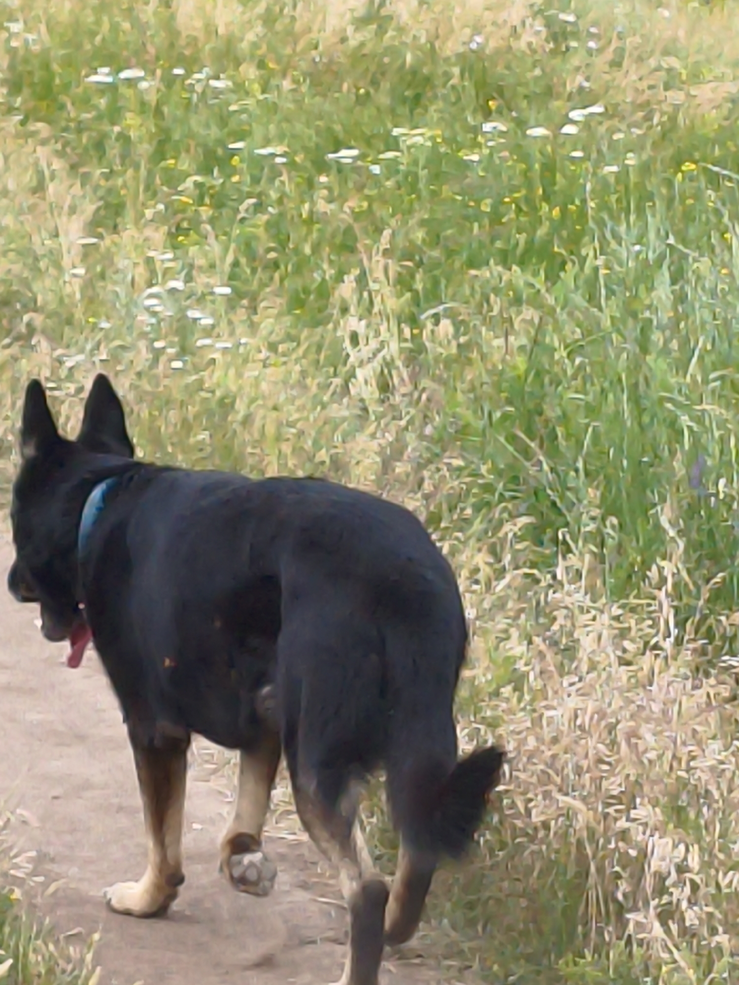 Dog walk through wildflower hills in rural Ustyvytsia, Ukraine