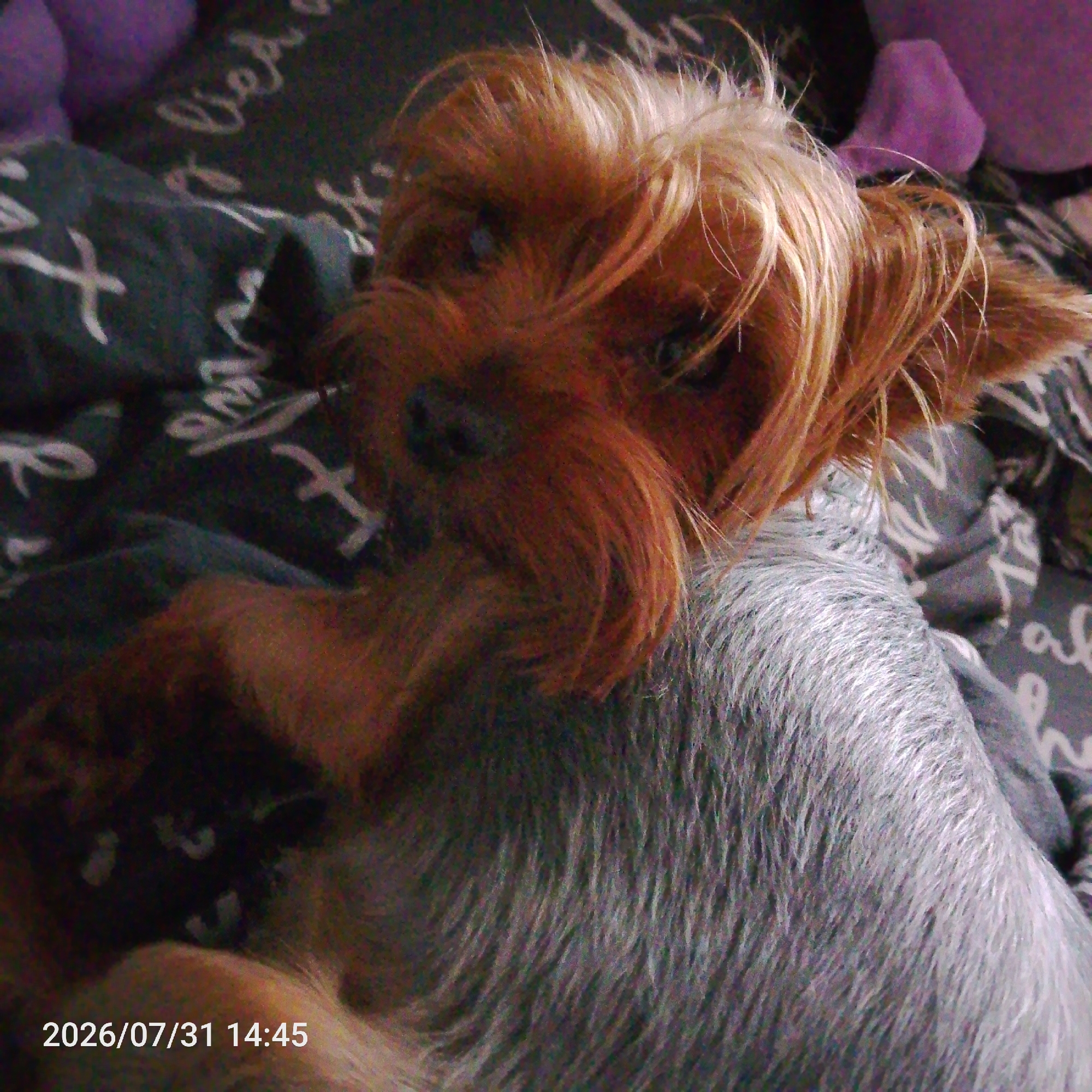 Lazy Friday morning at home with a Yorkie and stuffed toys