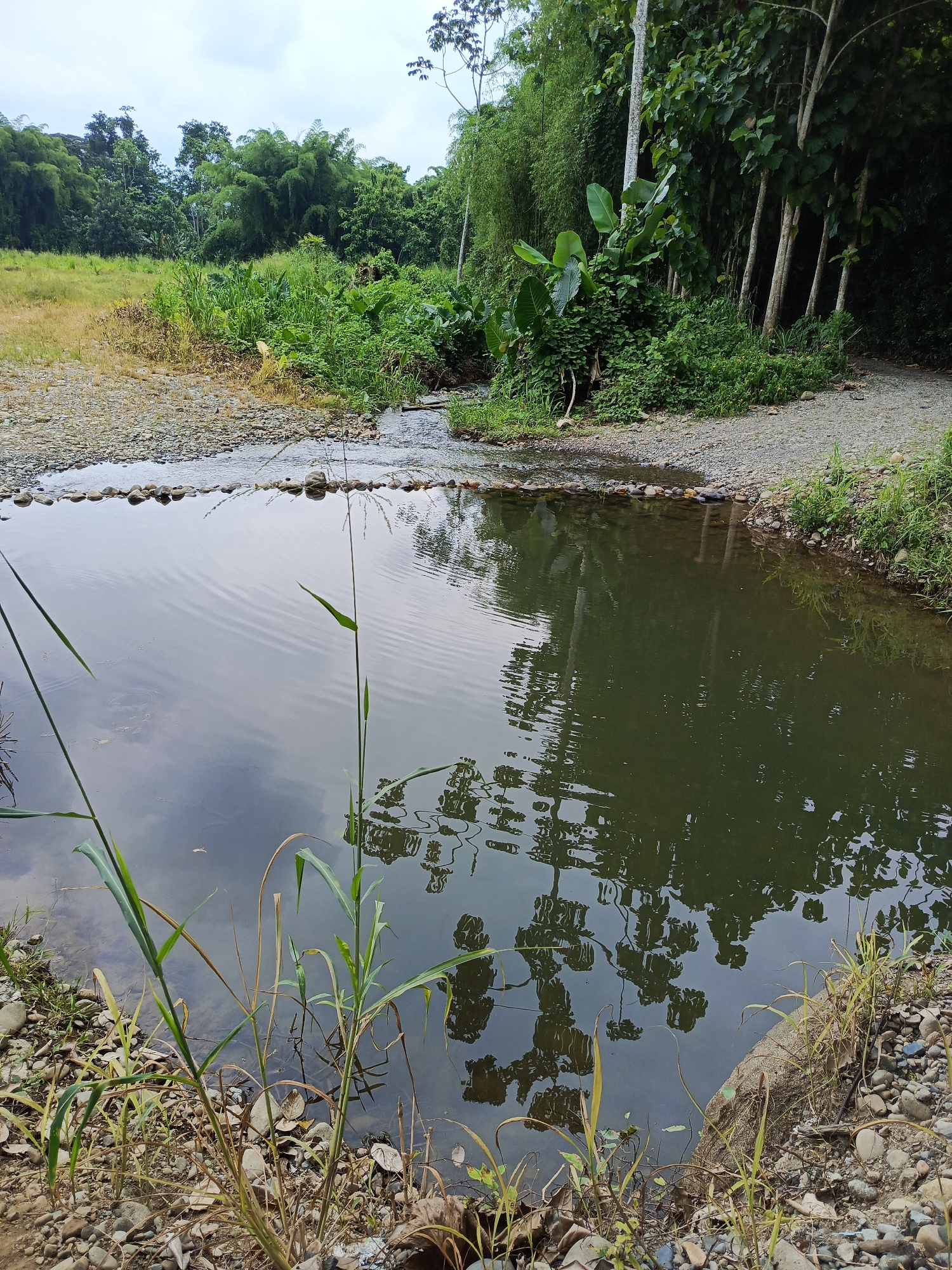 Natural landscape documented in Valencia, Ecuador countryside