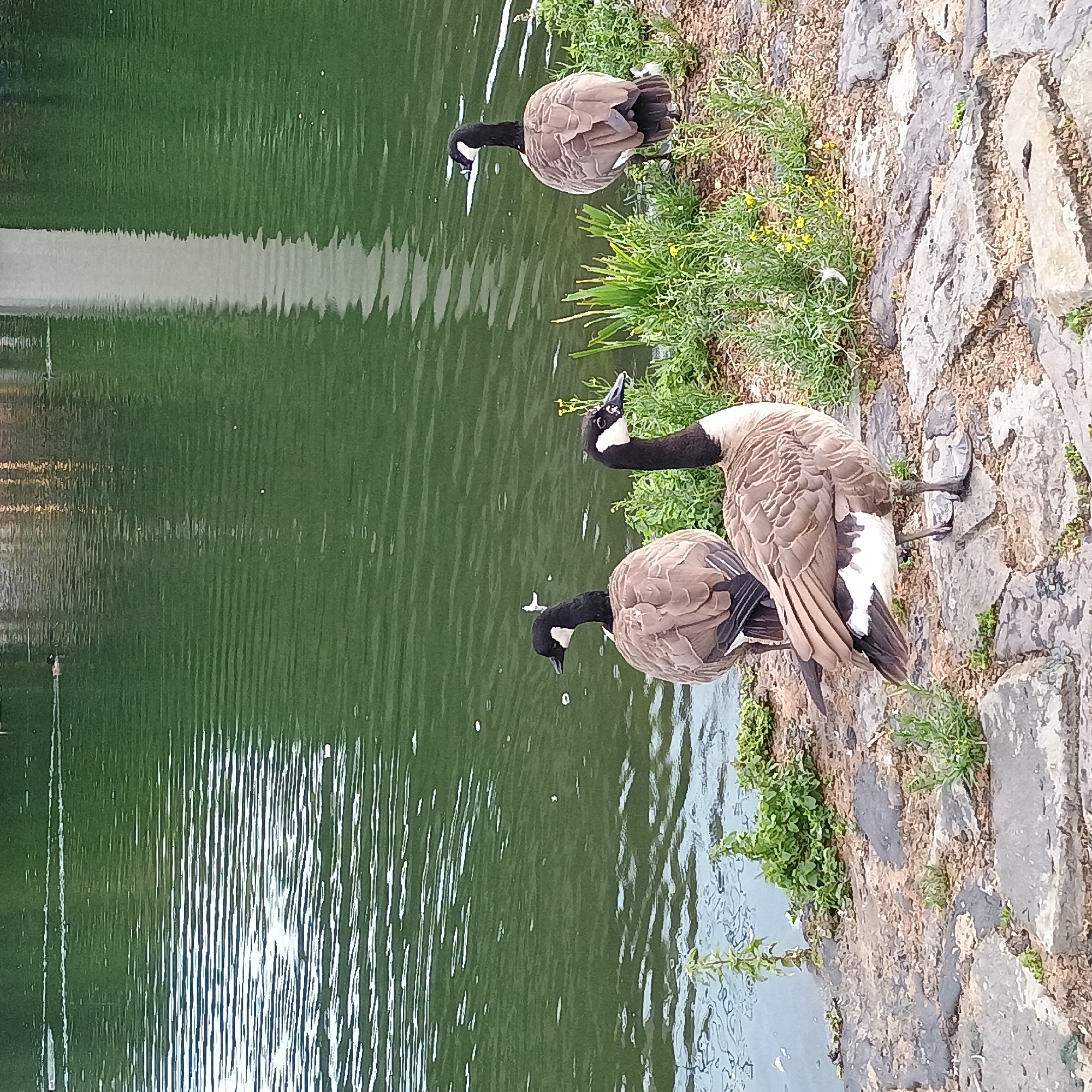 Afternoon loop around Seilersee, geese and wet leaves included