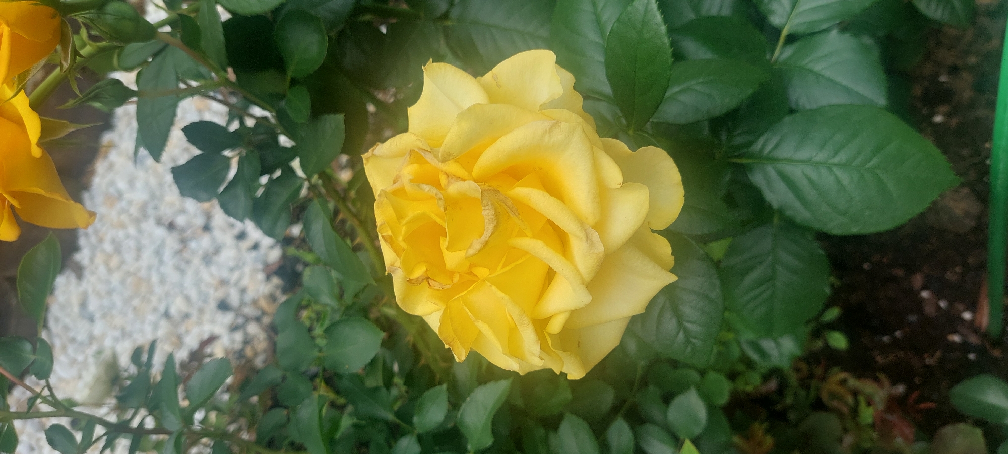 Close-up tour of a blooming Odintsovo garden in June
