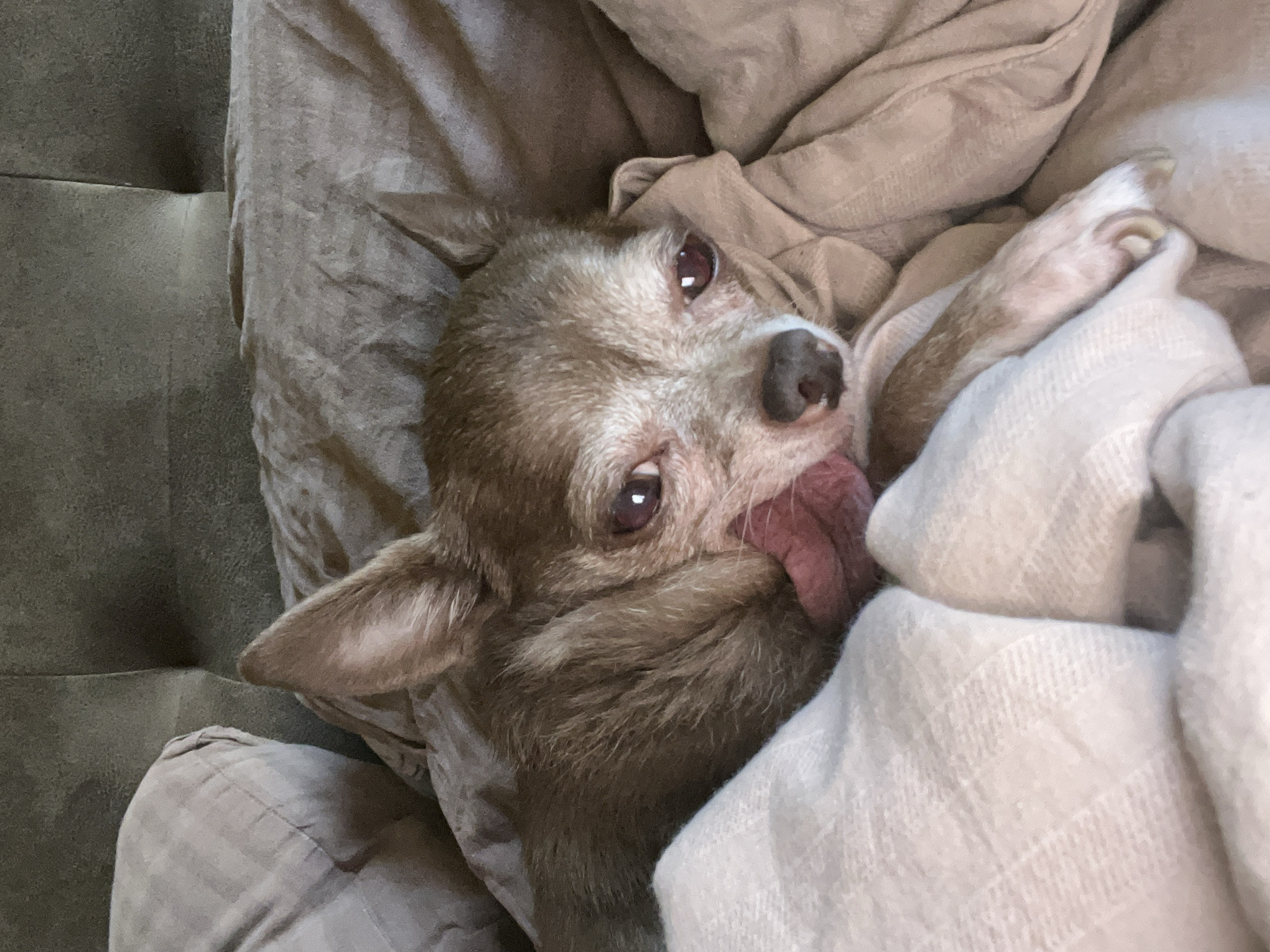 Chihuahua lounging on a bed in Nizhny Novgorod