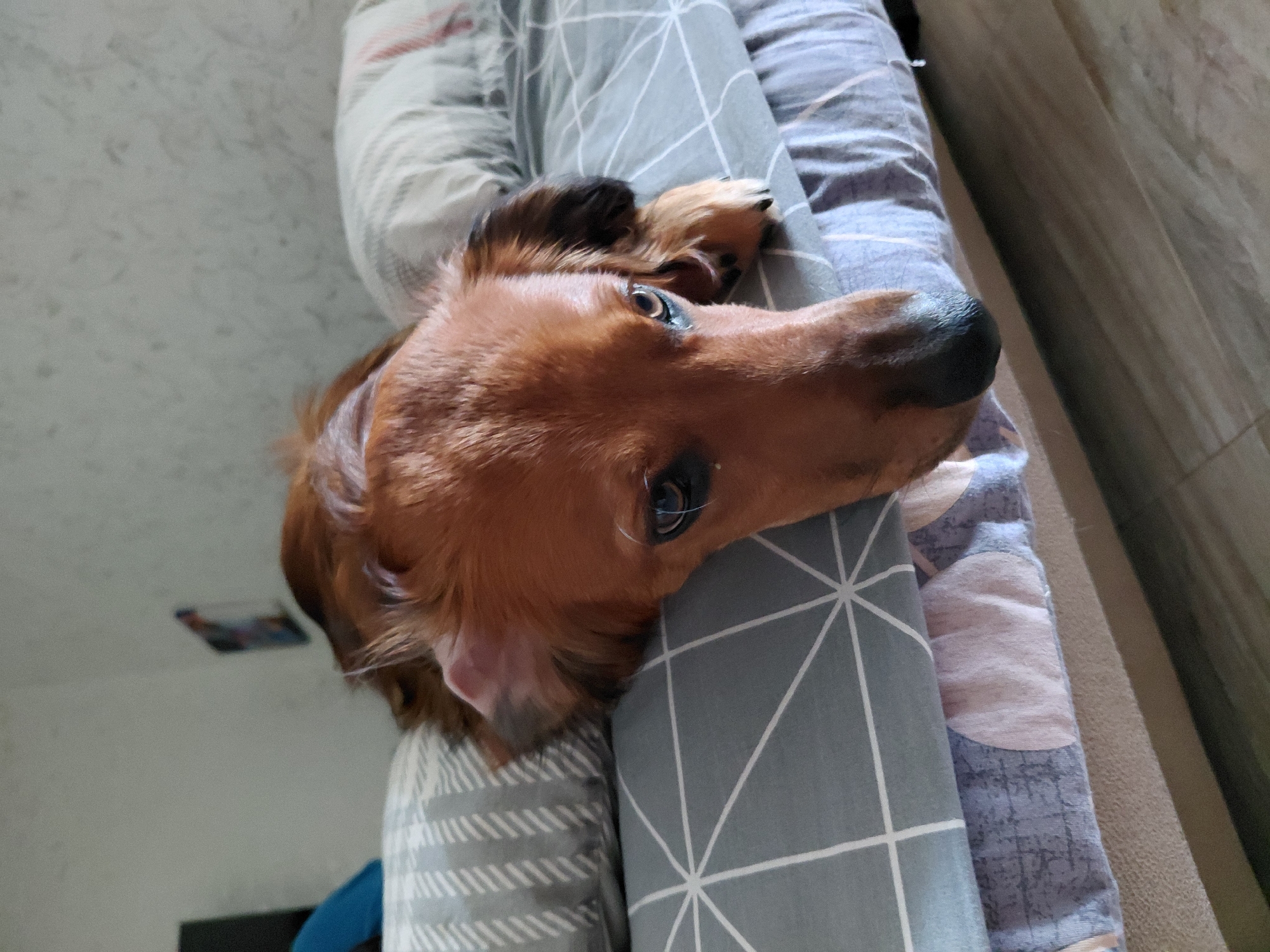 Lazy morning in with a very comfortable dog.