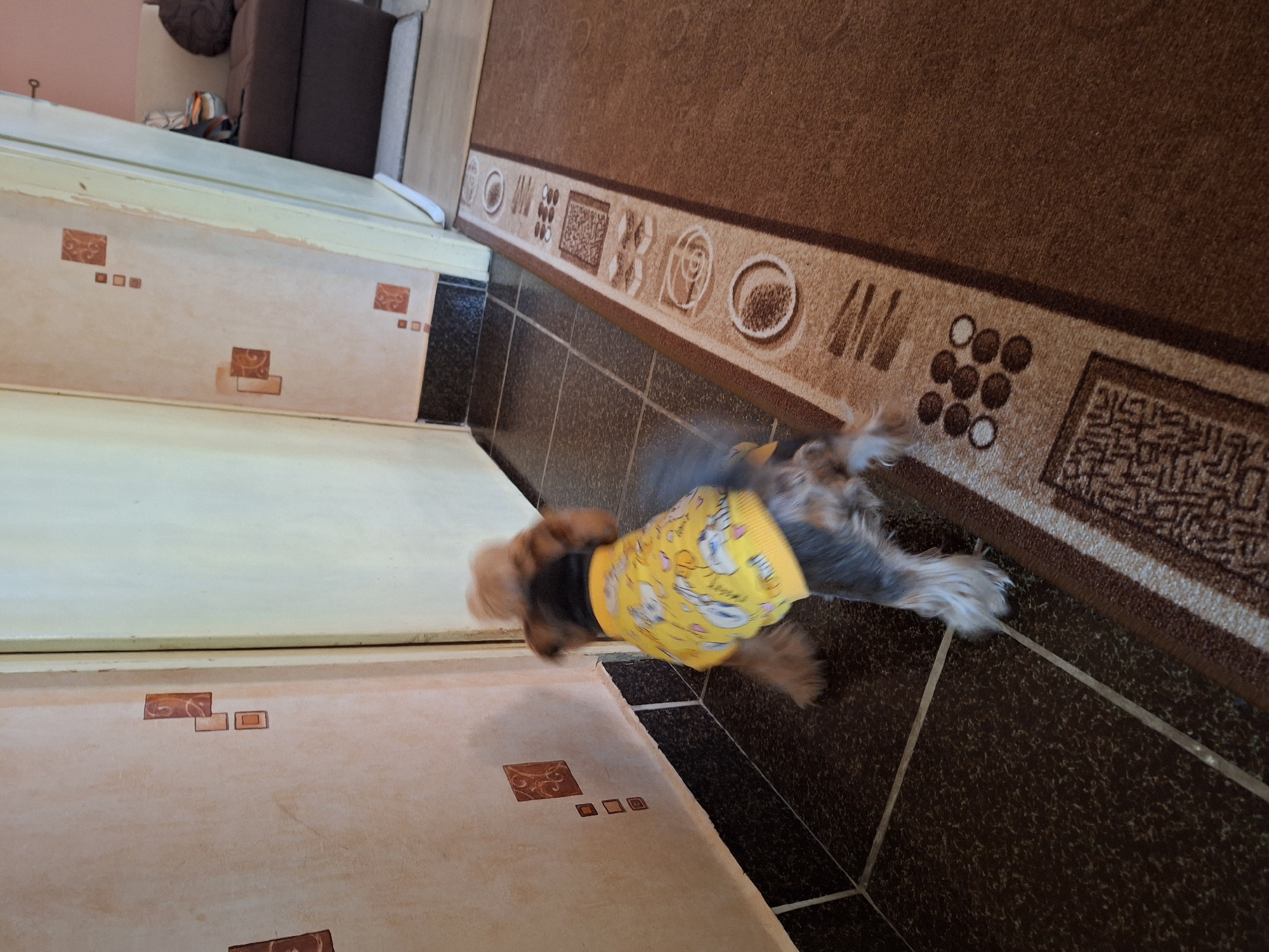Yorkshire Terrier in yellow shirt walks through Montana hallway