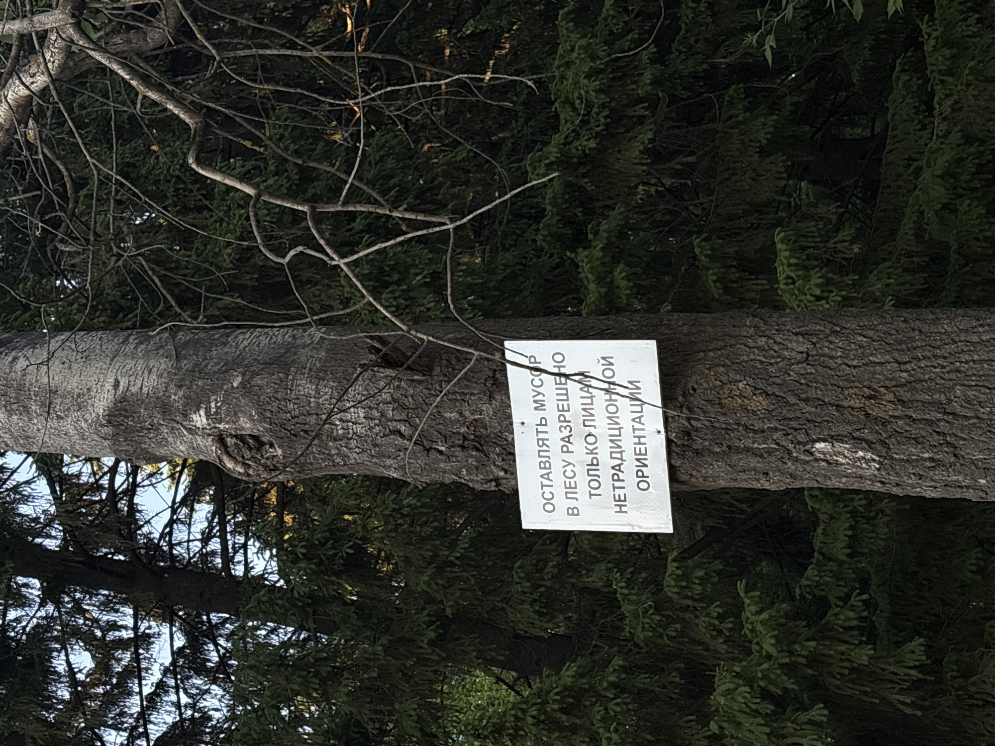 Controversial forest sign and municipal scene documented in Izhevsk