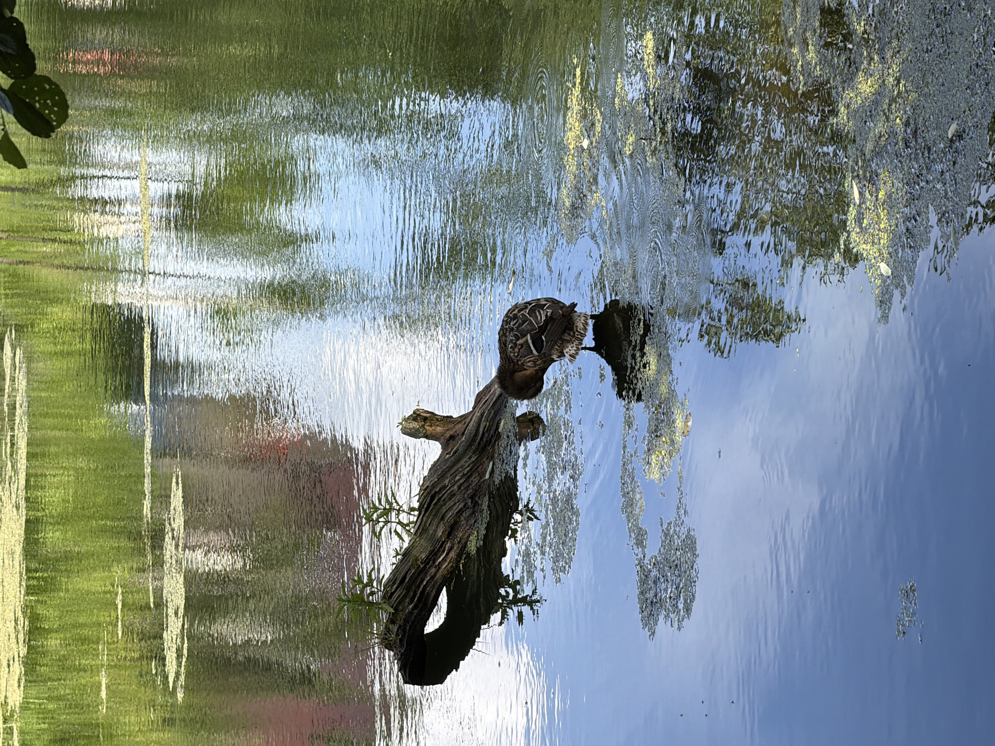 Mallard and ducklings at a duckweed pond in suburban Russia