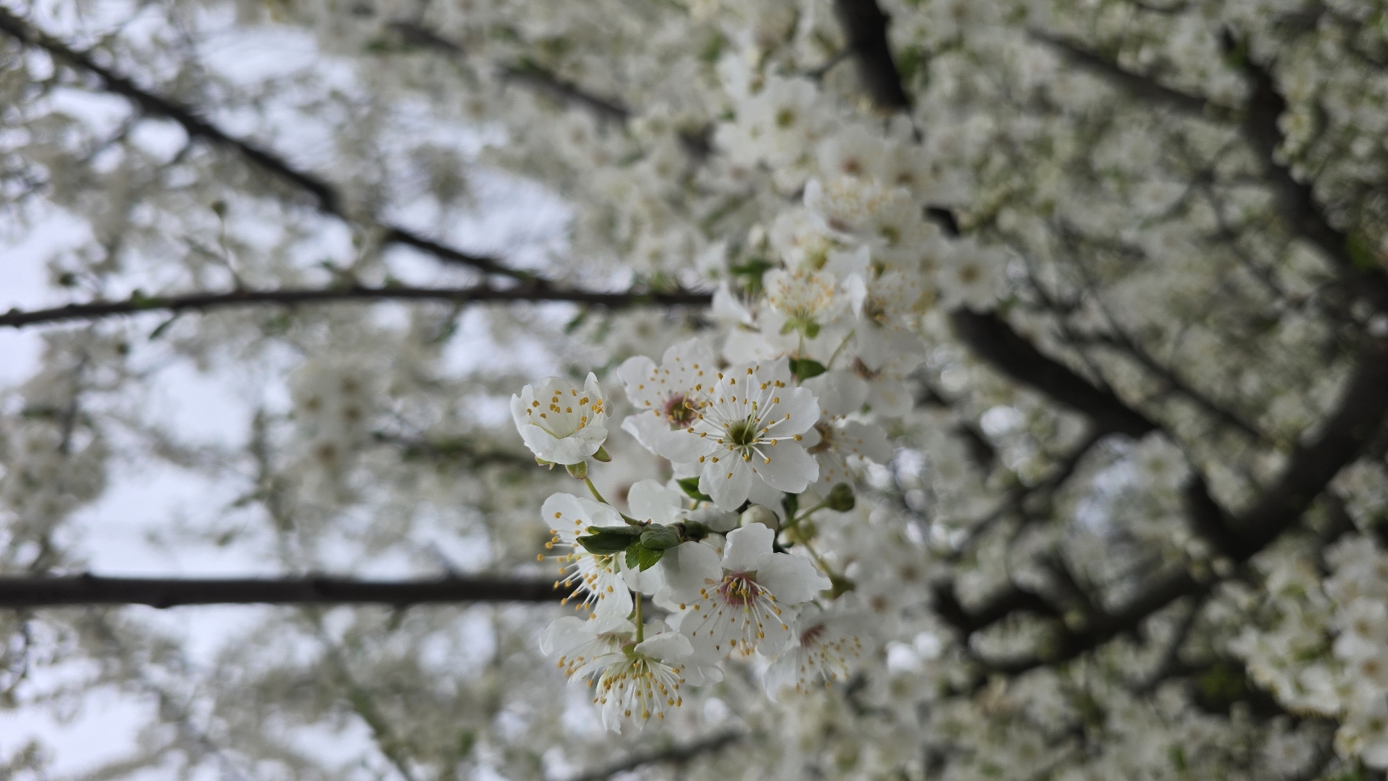 Spring blossoms captured in close-up photograph in Pleven