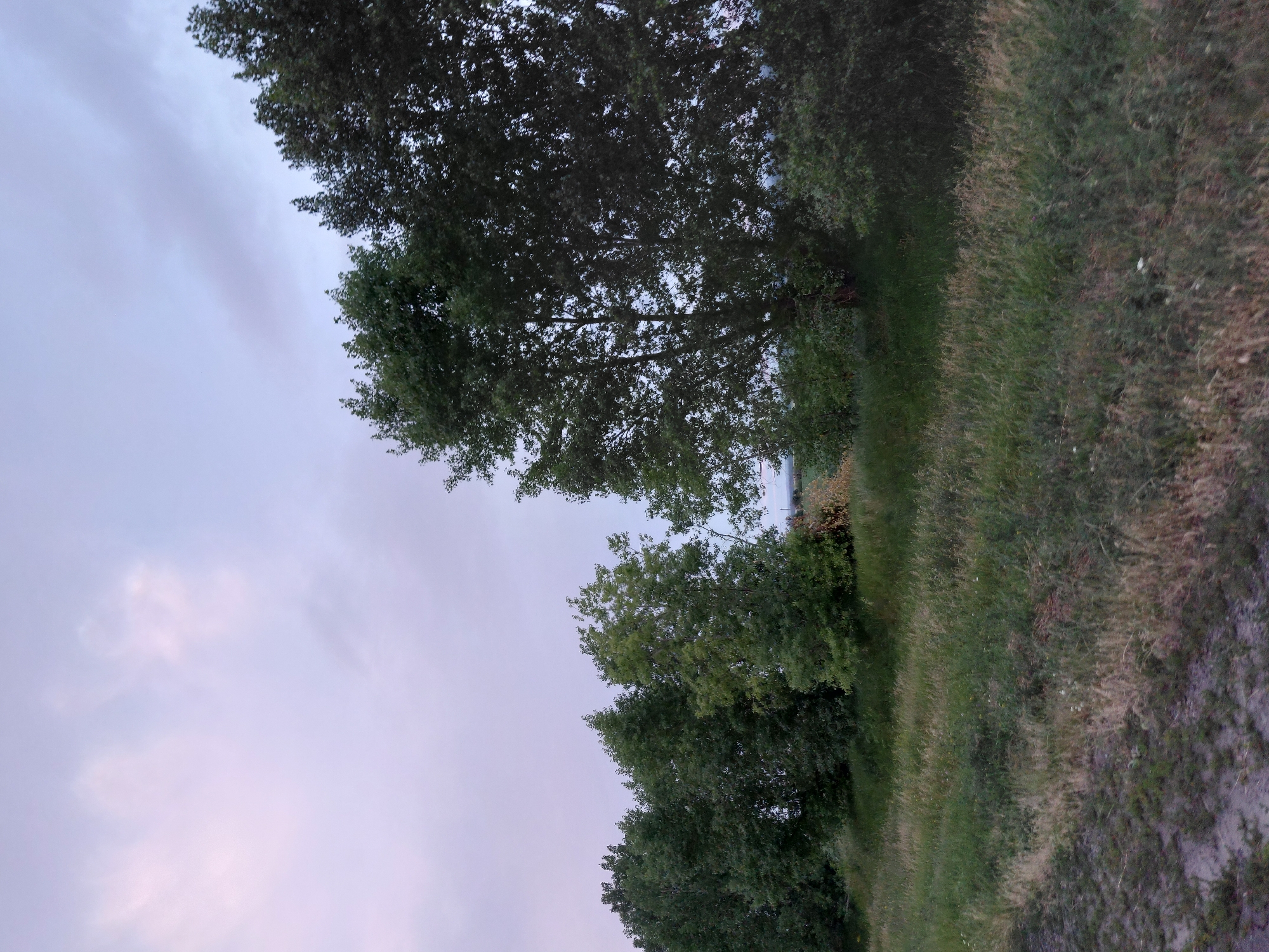 Sunflower fields and dirt roads at dusk, rural countryside