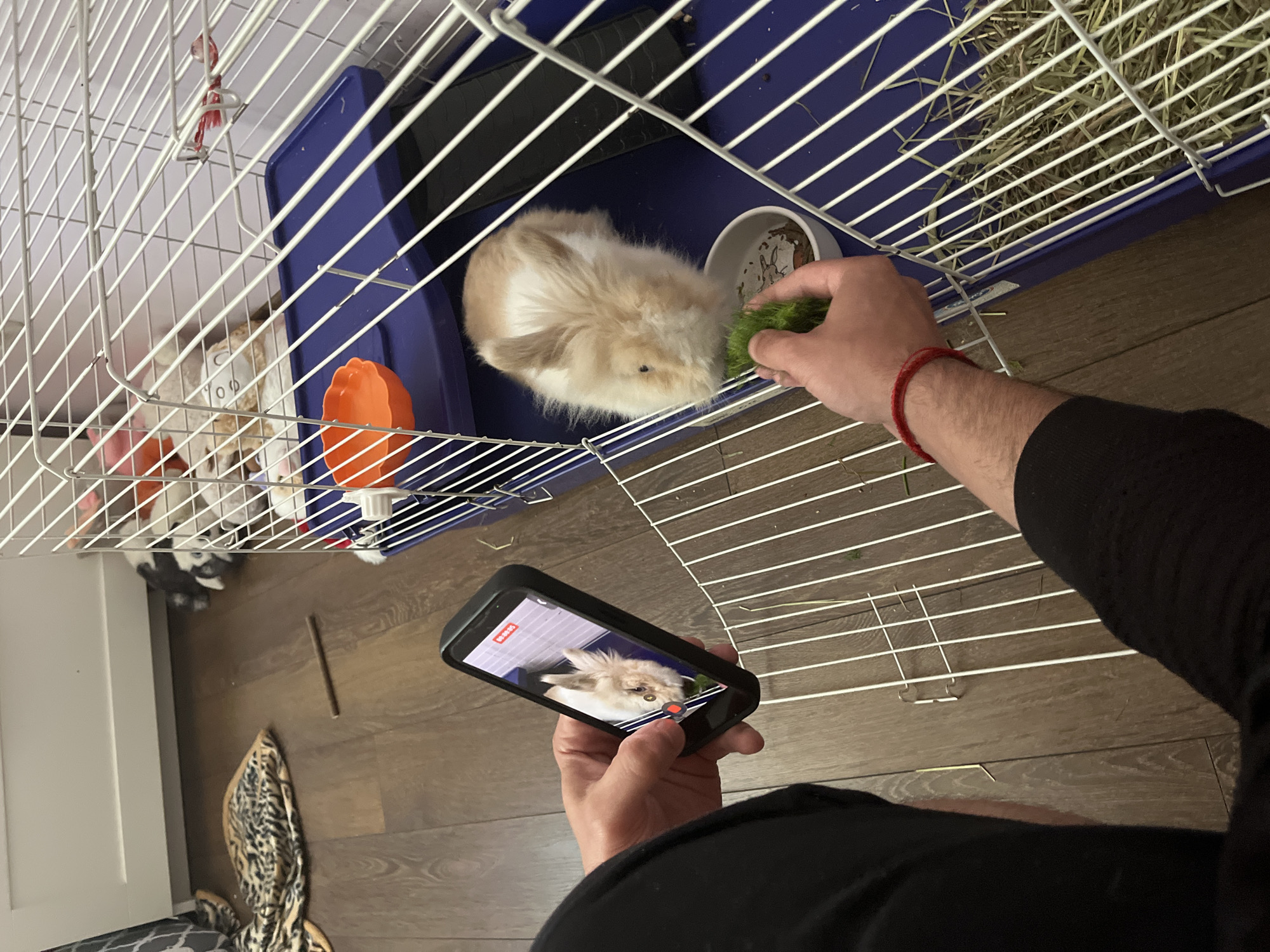 Pet rabbit feeding captured in Sofia morning session