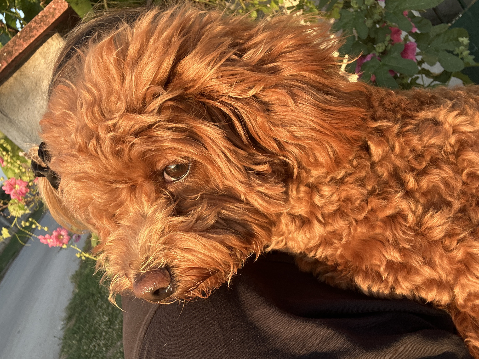 Brown poodle puppy photographed indoors and out in Kolobar
