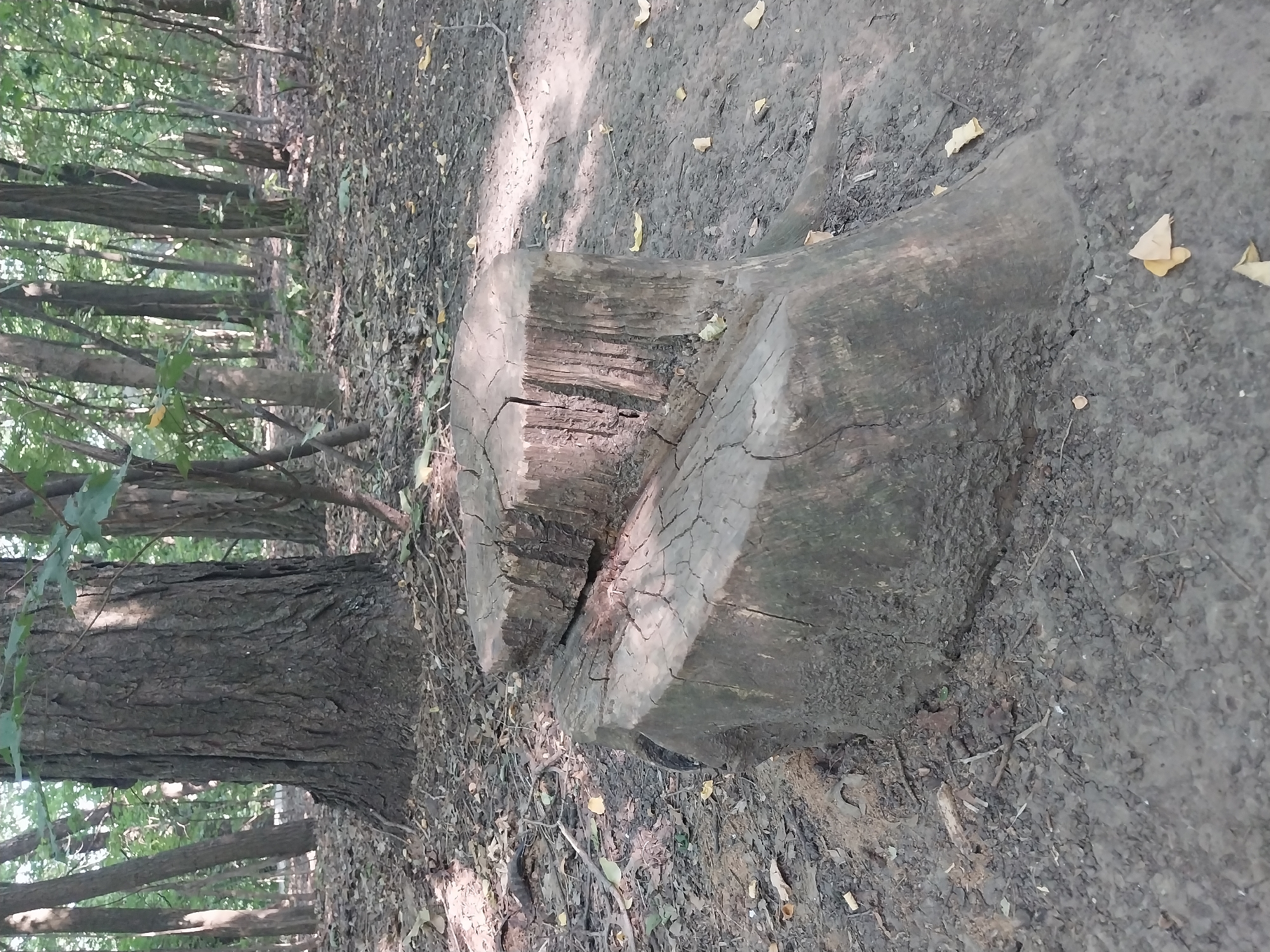 Forest path, stumps, and wildflowers on a quiet morning