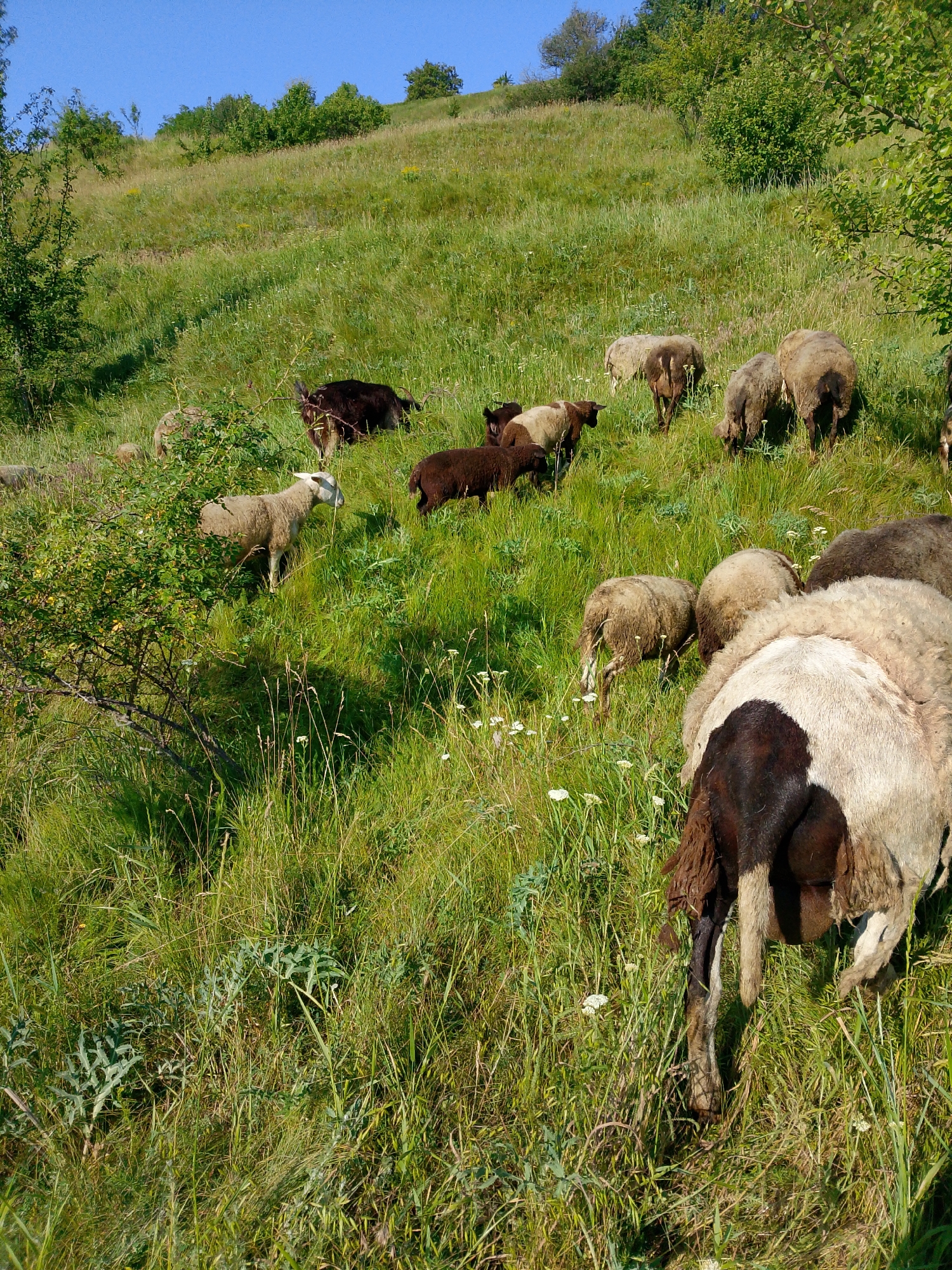 Sheep flock grazes on hillside under clear morning skies