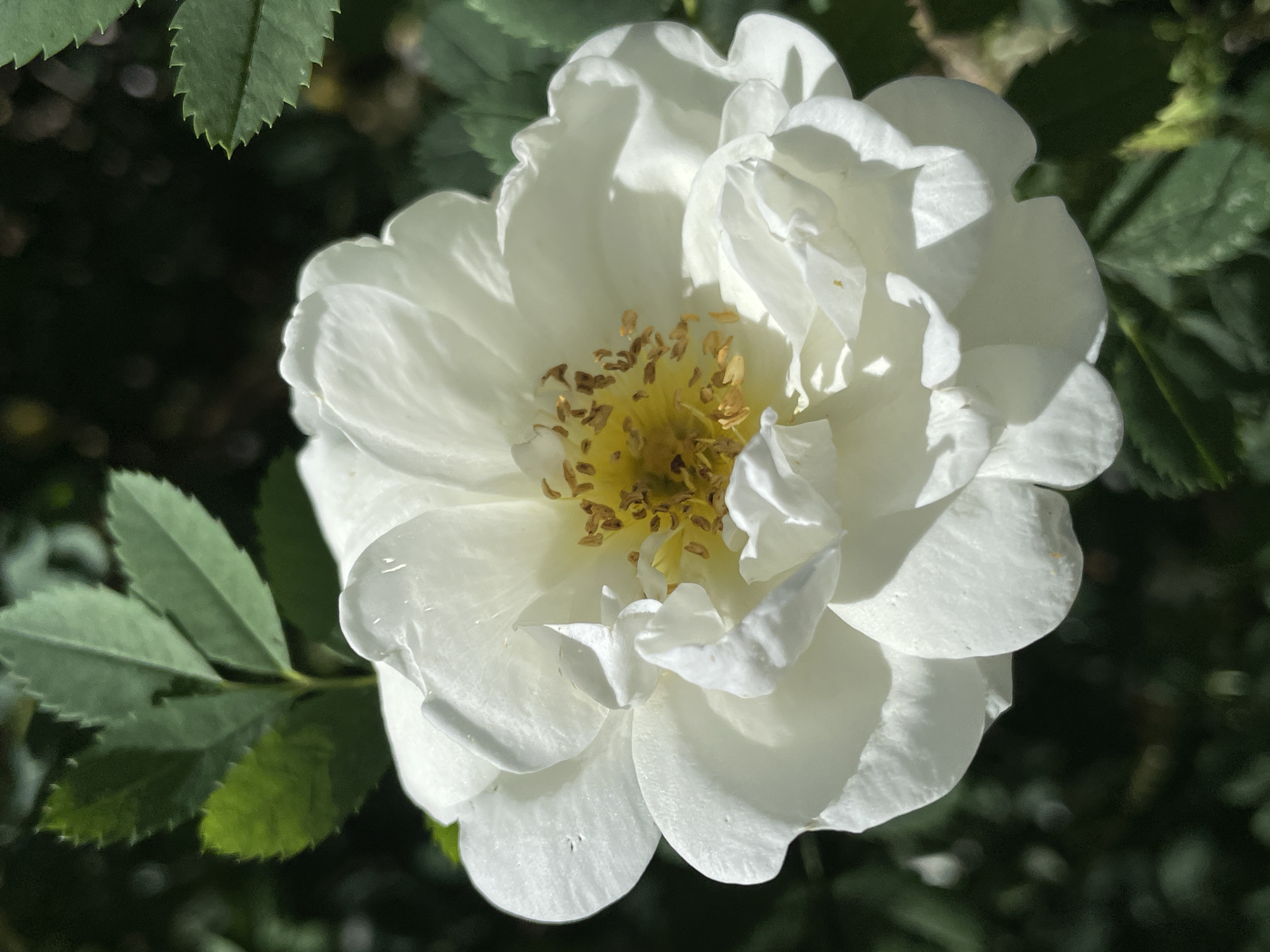 Summer afternoon in Zelenaya Roshcha — beach, blooms, and a terrier