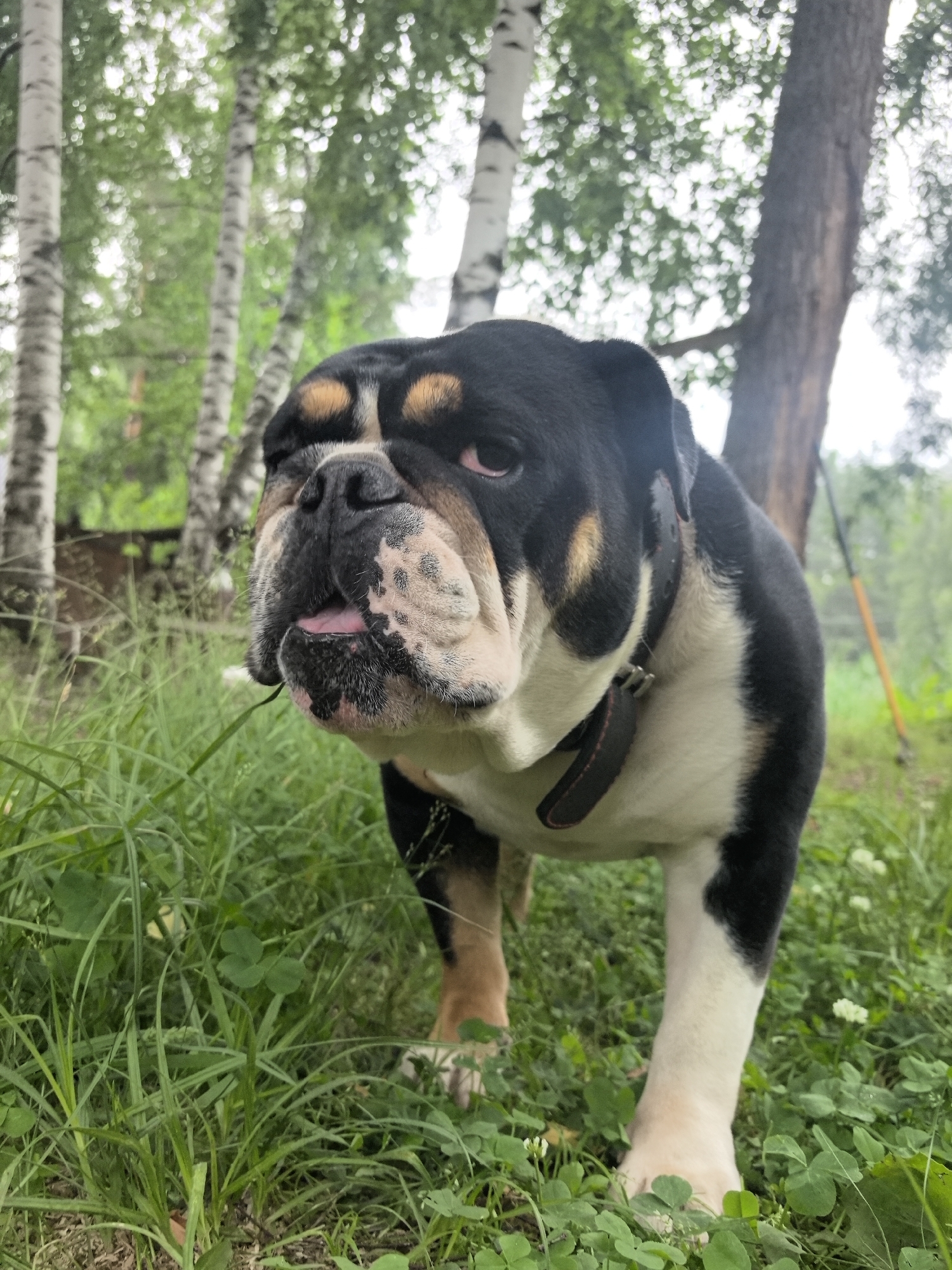 Bulldog, ink, and a quiet morning in rural Russia