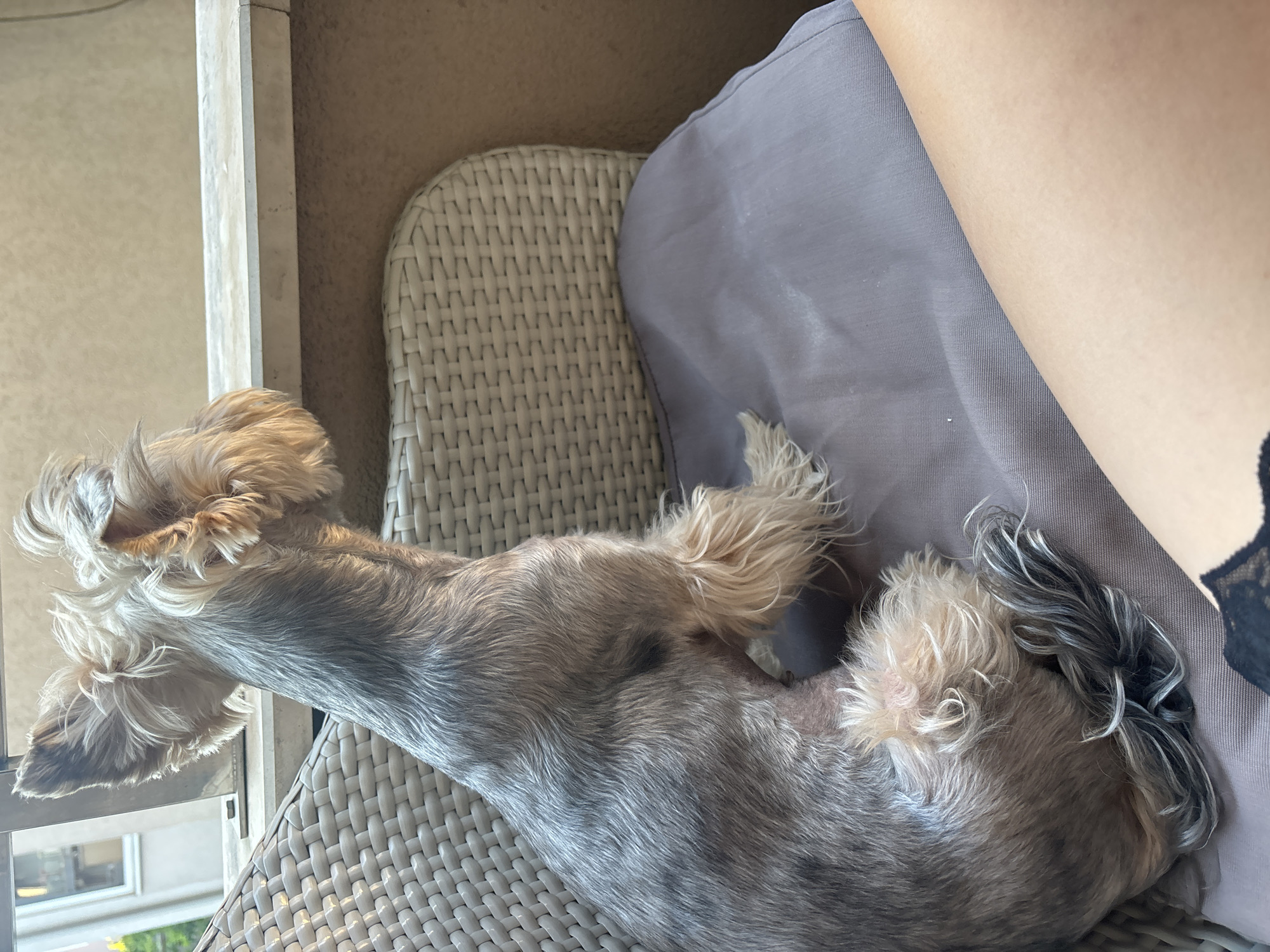 Yorkshire Terrier naps and lounges on a wicker chair in Budva