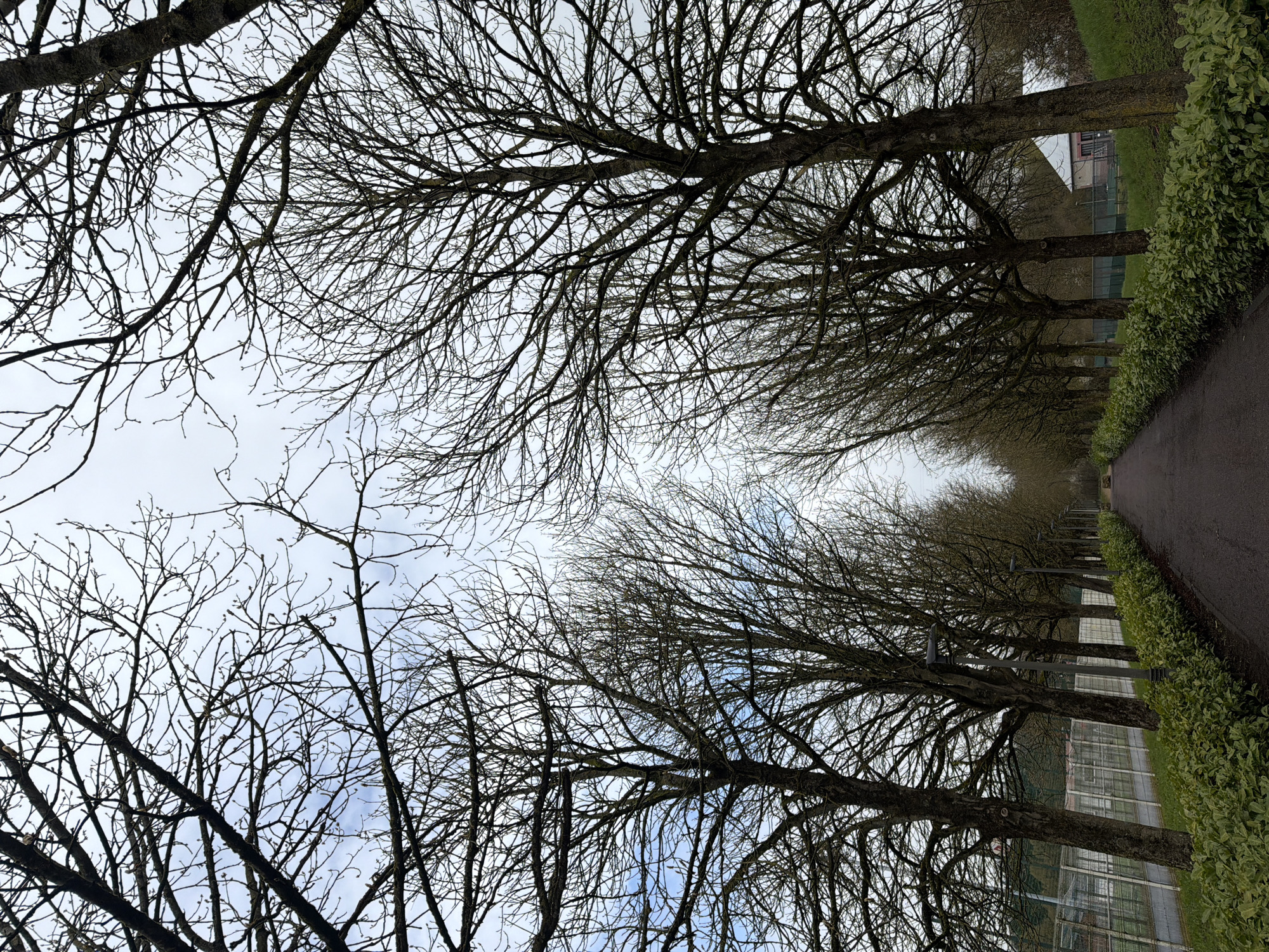 Late winter urban nature scenes captured in Luxembourg