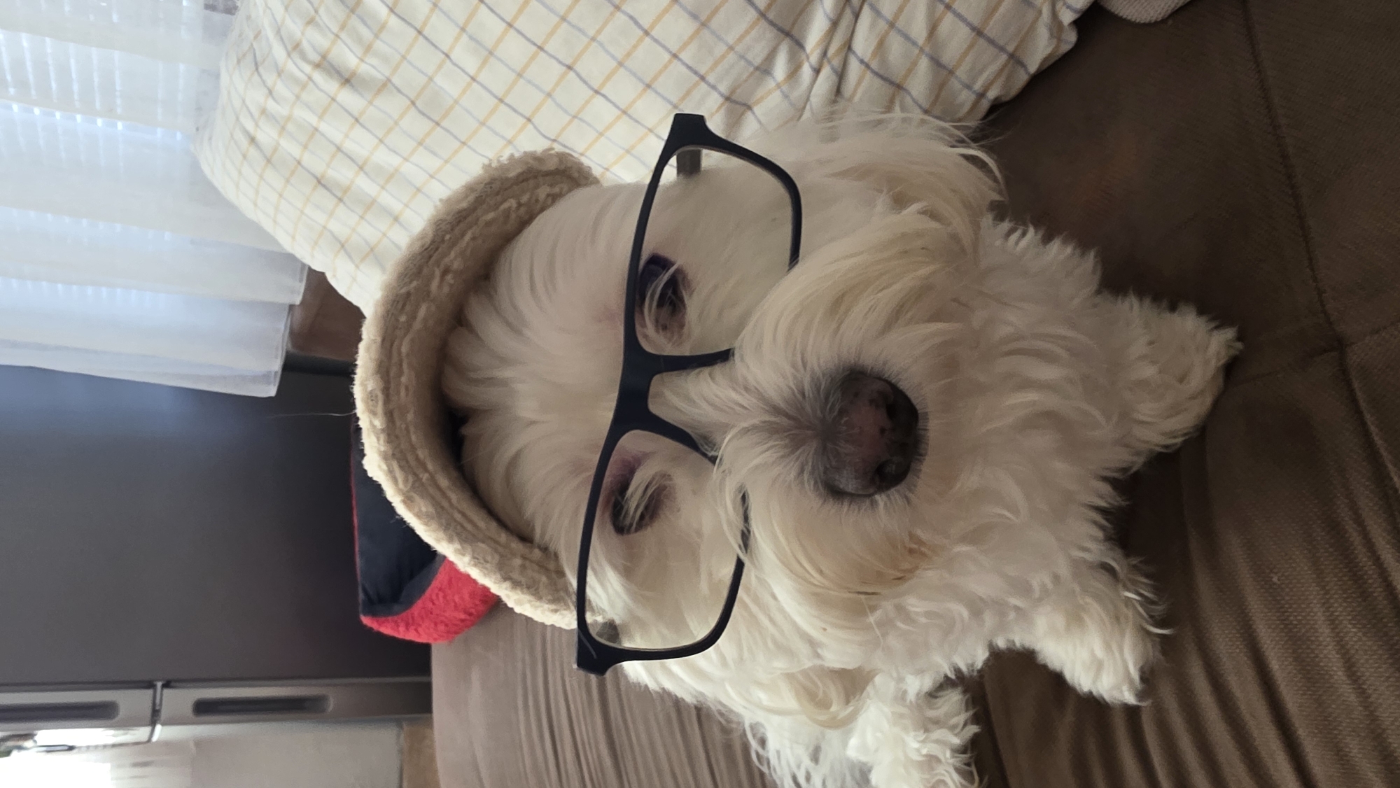 Pet owner documents costumed dog and guinea pig in Bulgaria